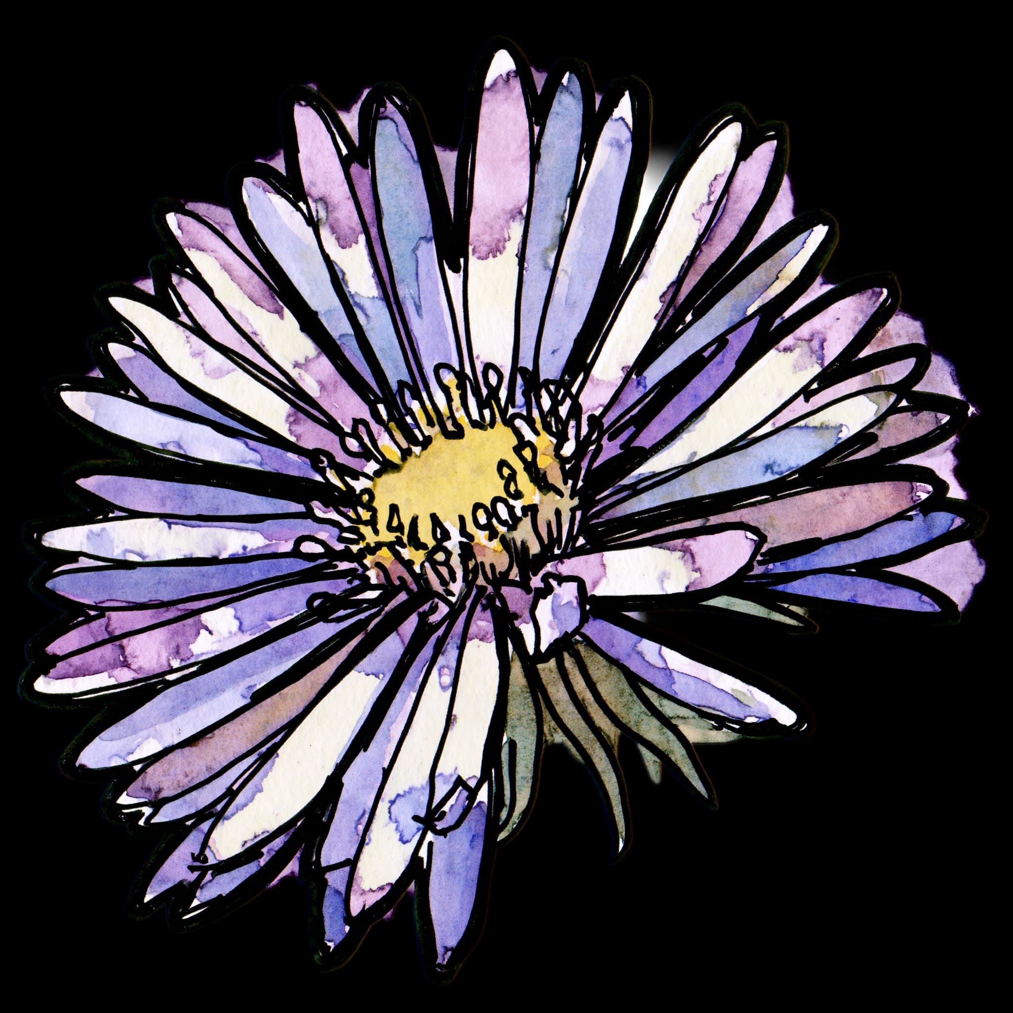 Aster