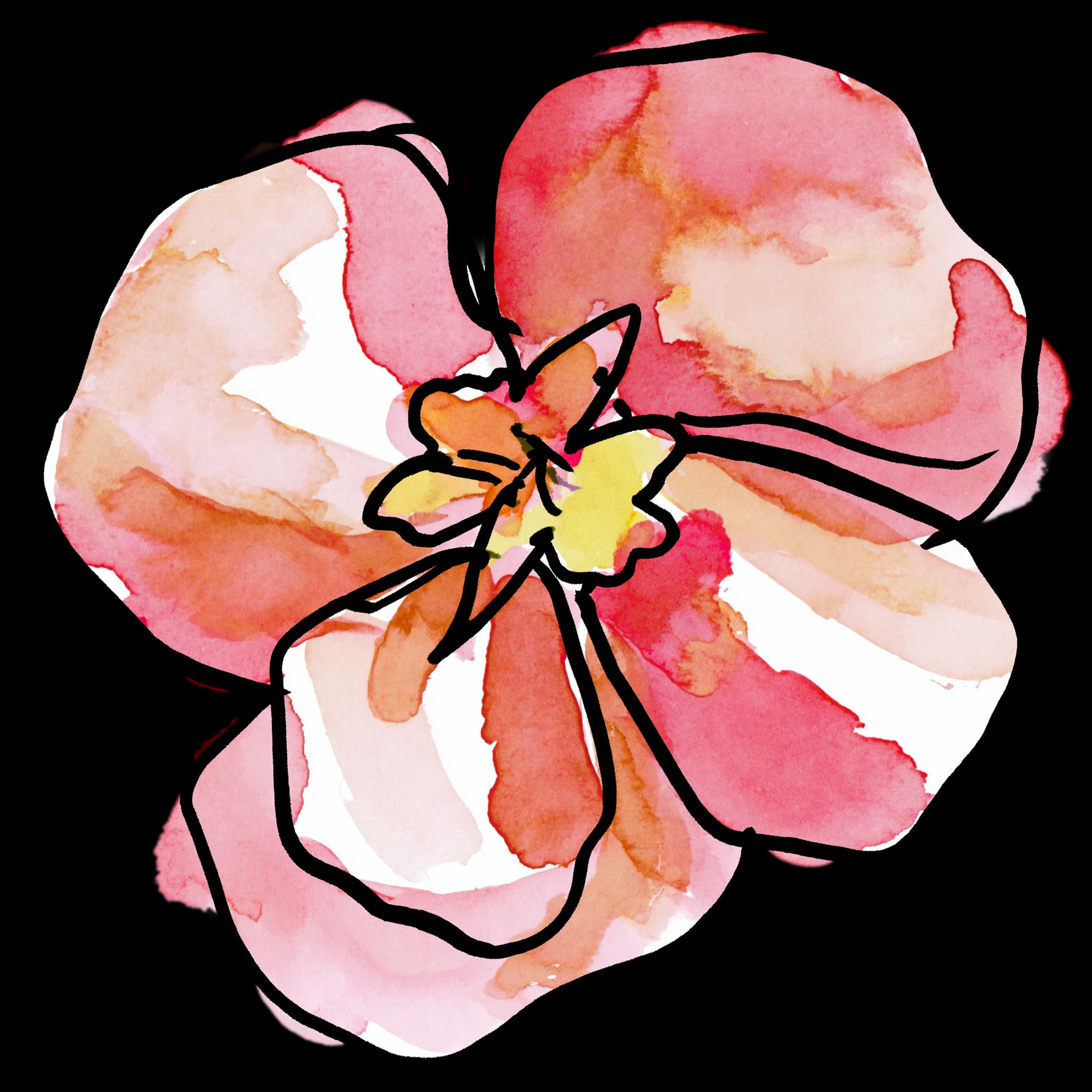 Begonia