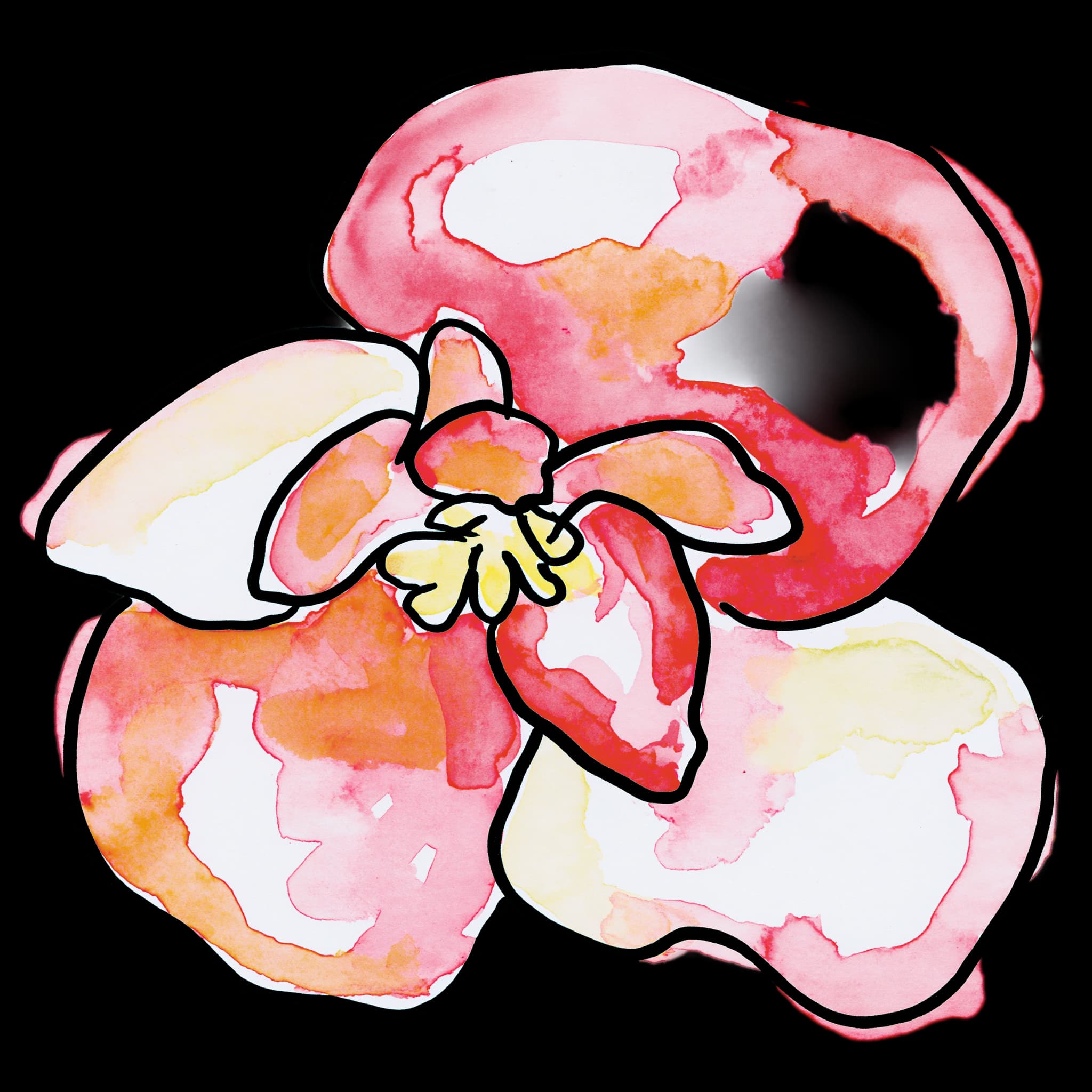 Begonia