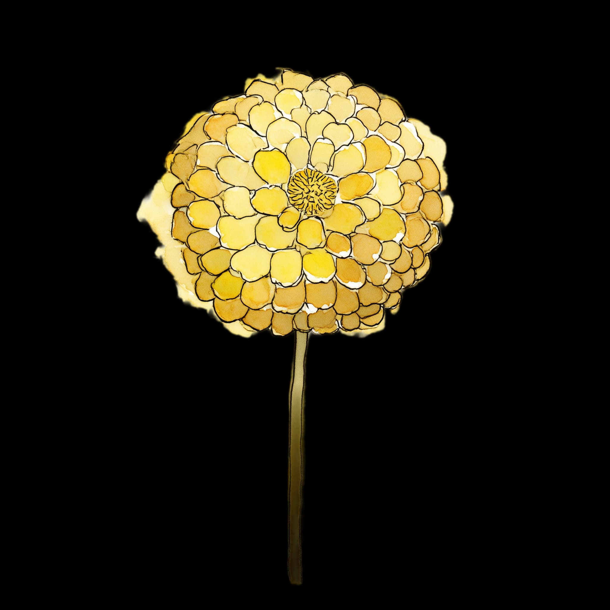 Billy Buttons