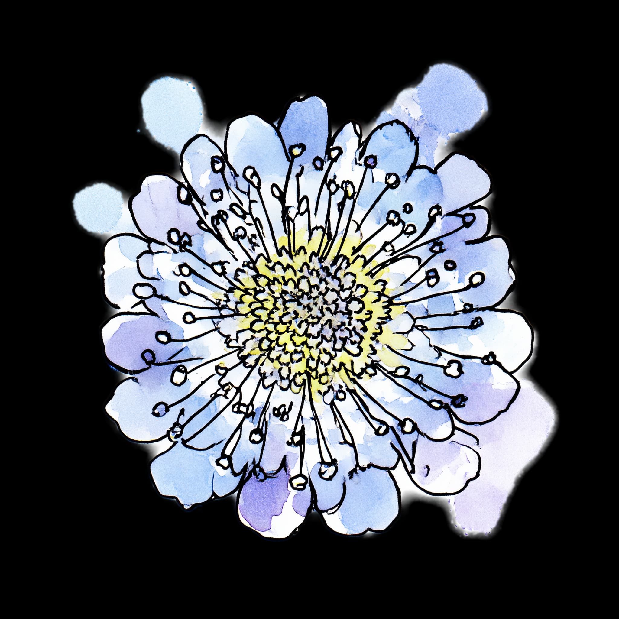Blue Pincushion
