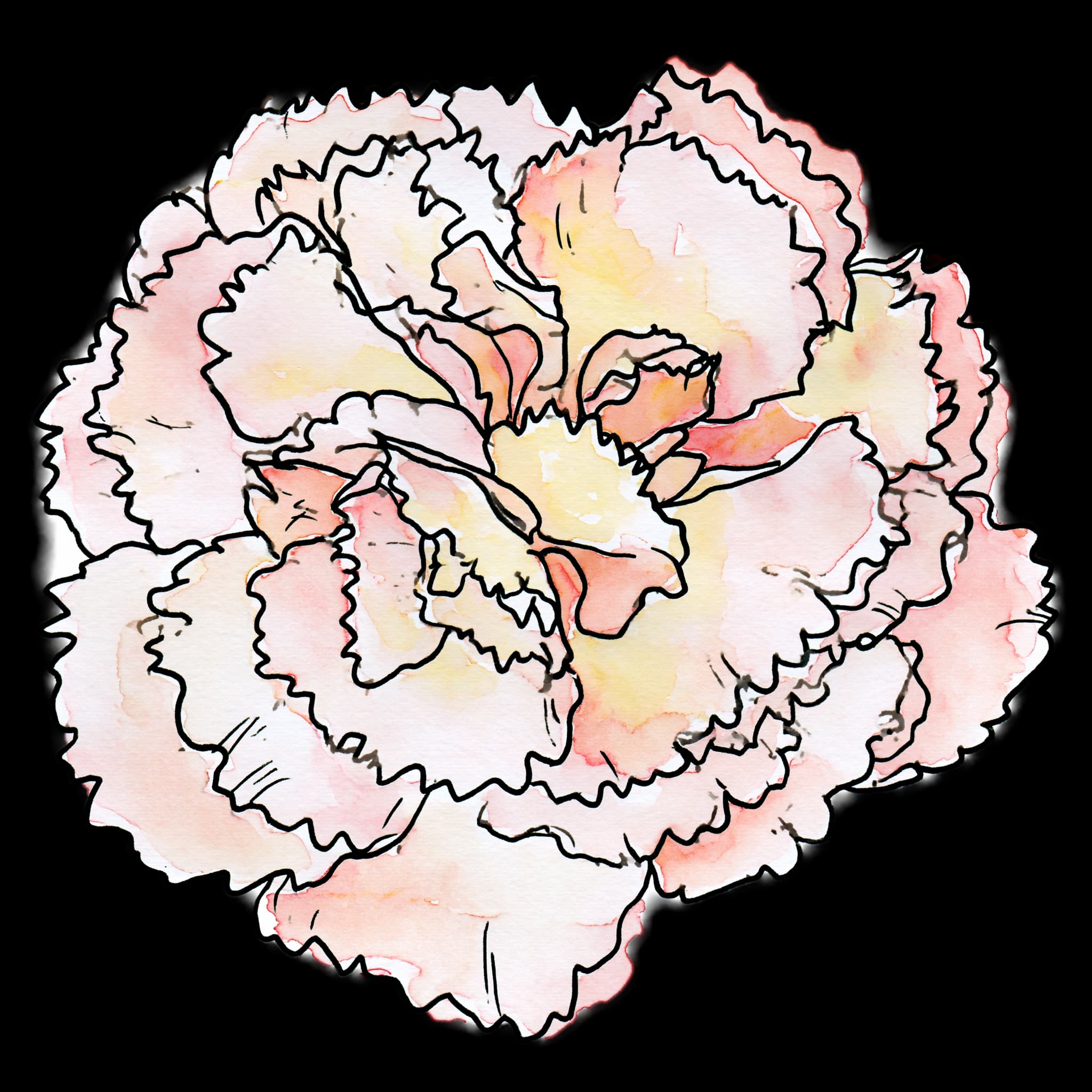 Carnation