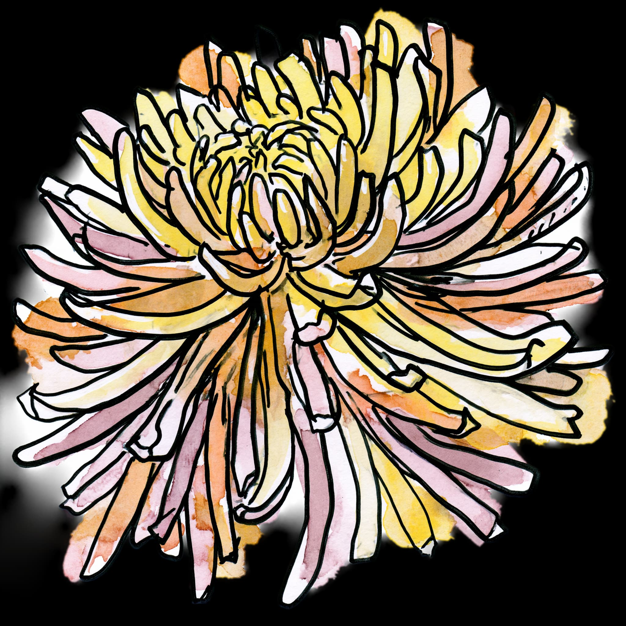 Chrysanthemum