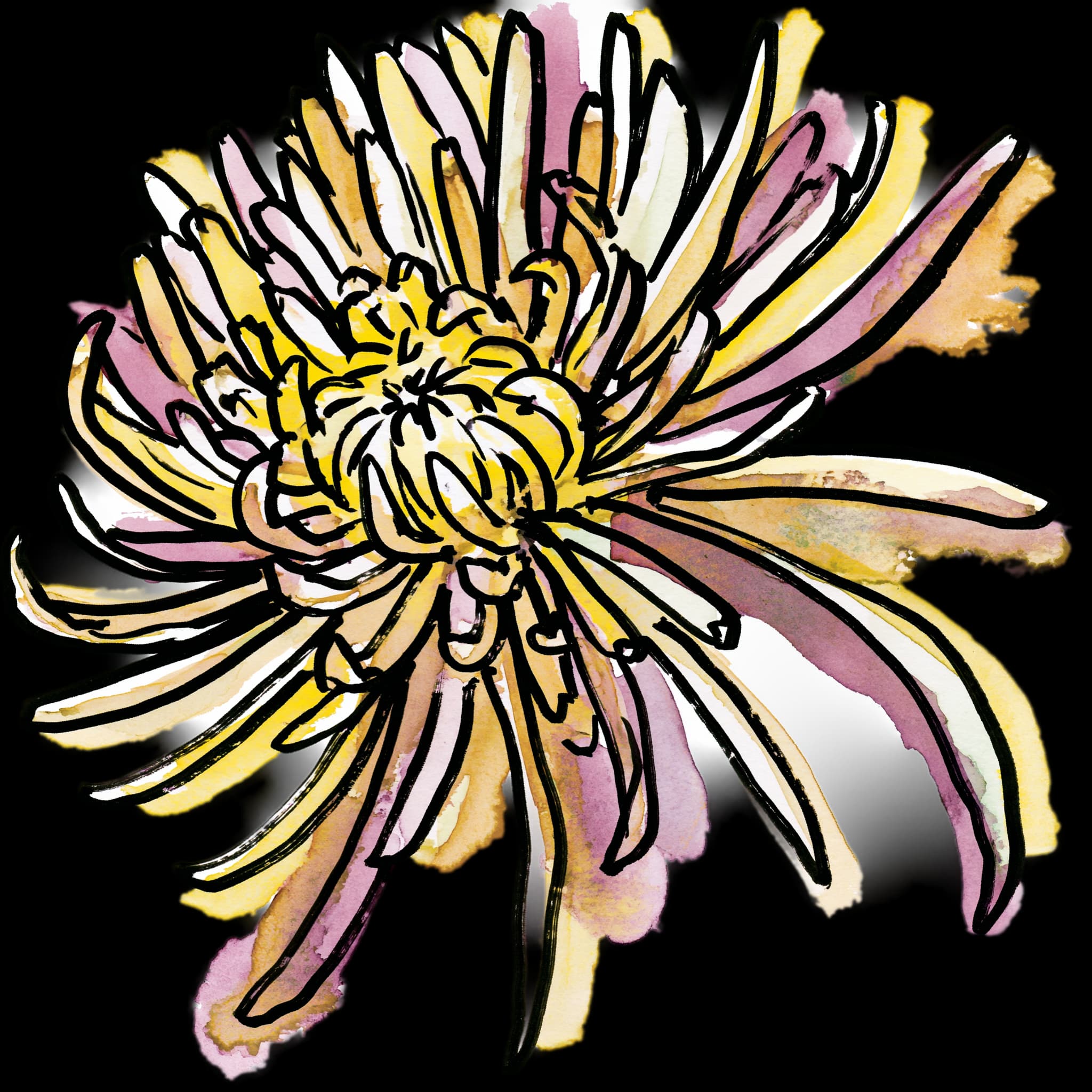 Chrysanthemum
