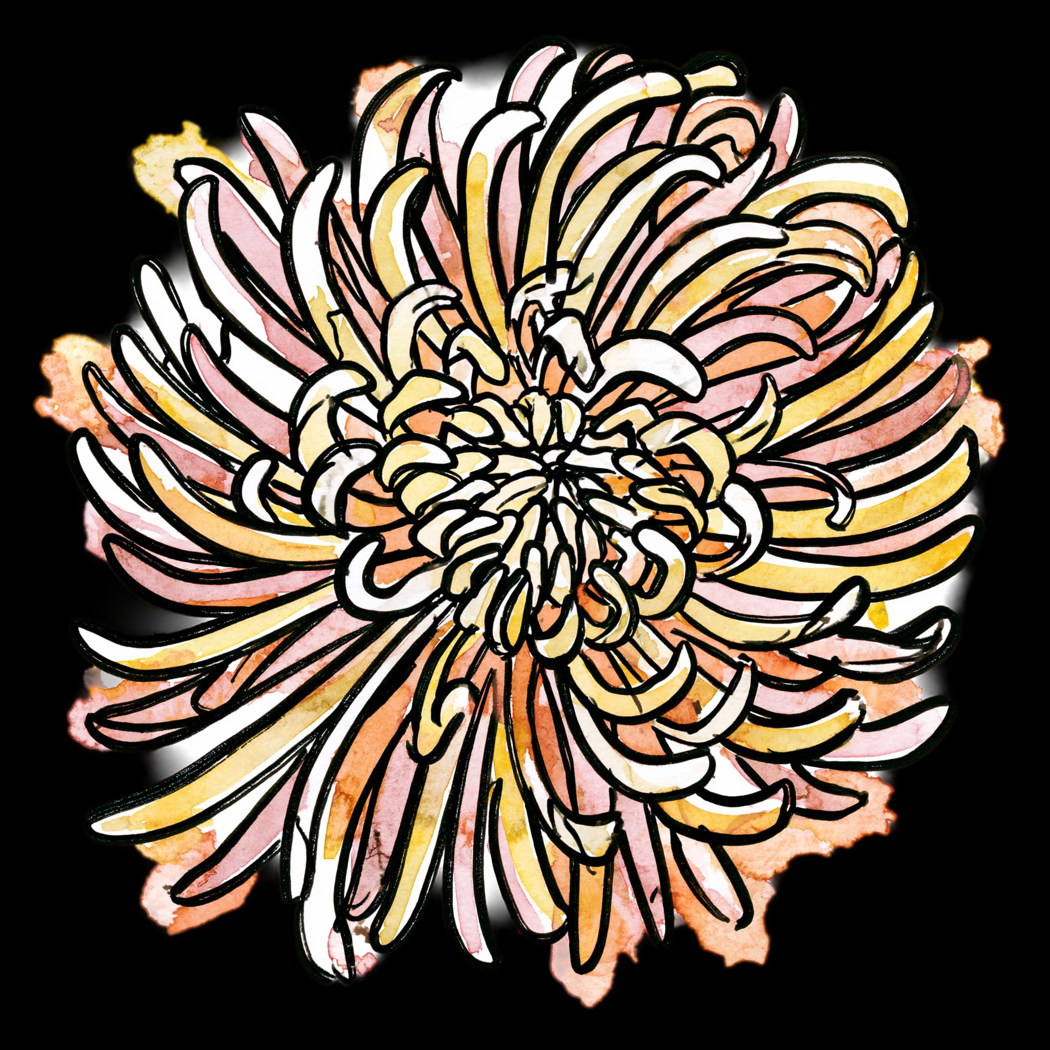 Chrysanthemum