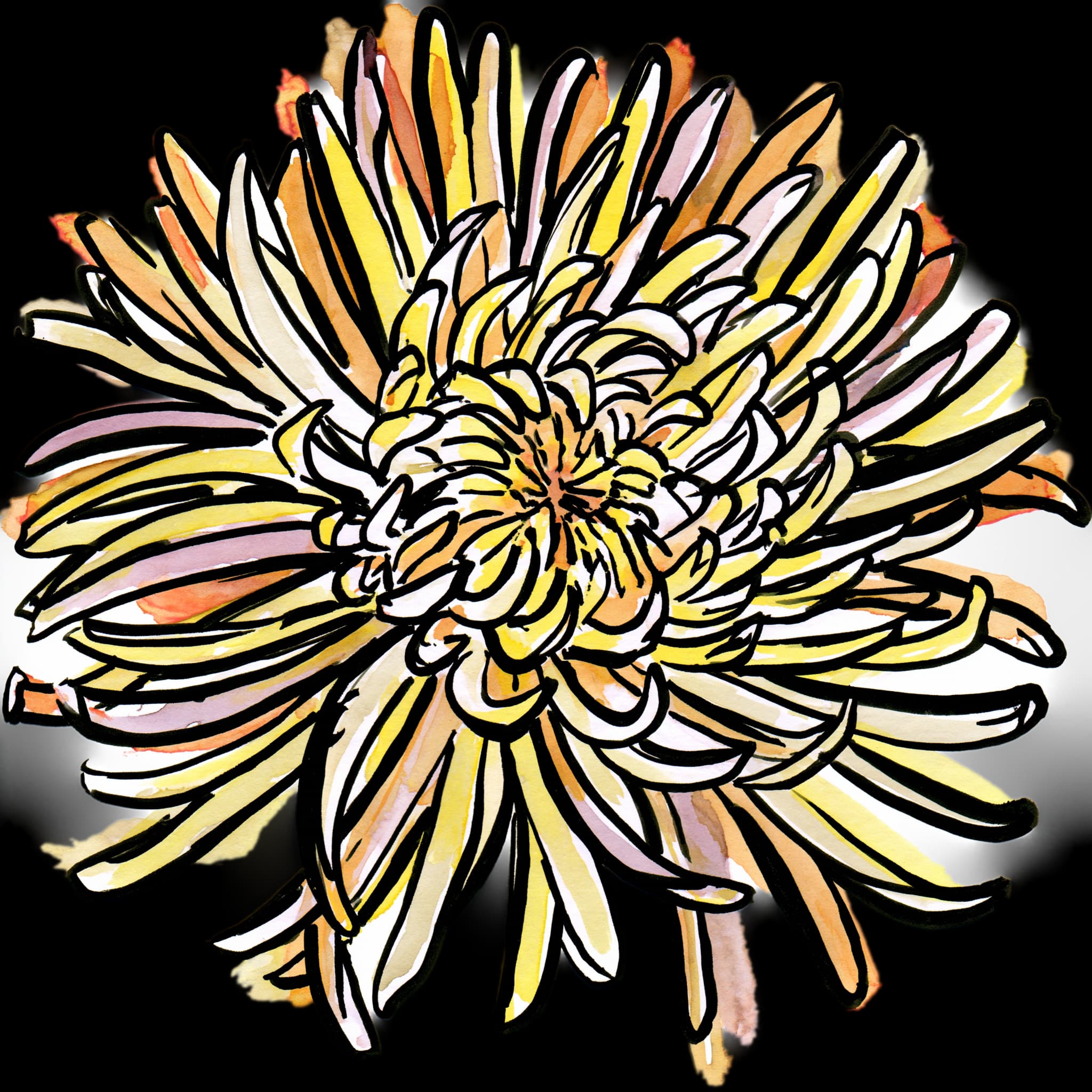 Chrysanthemum