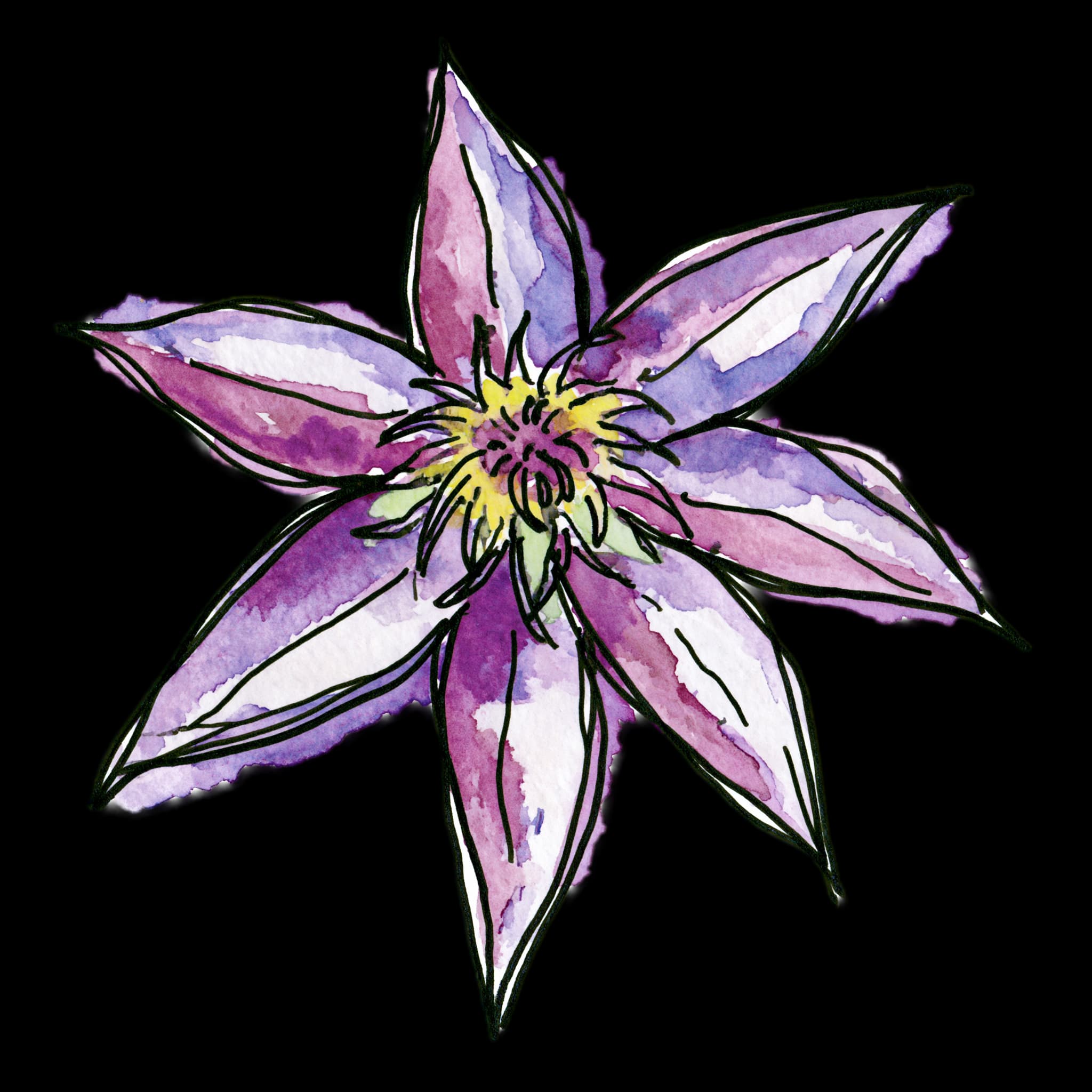 Clematis