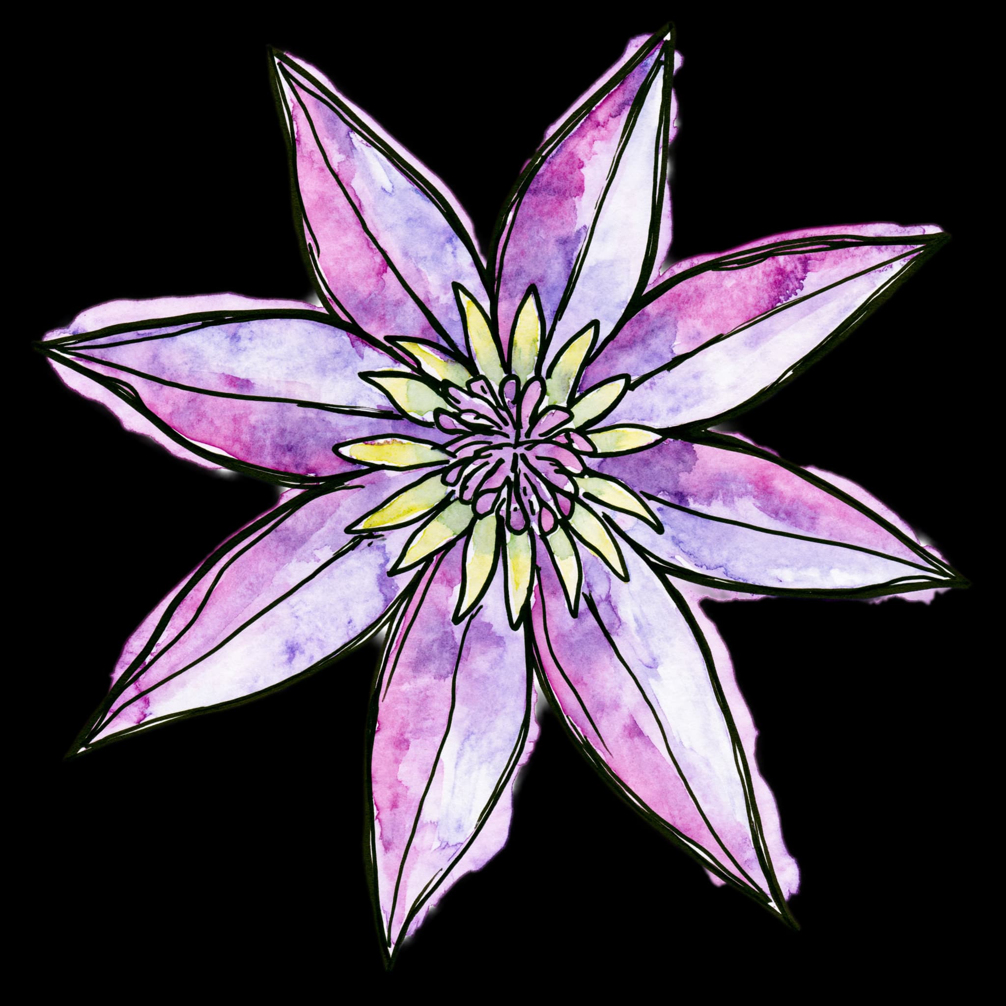 Clematis