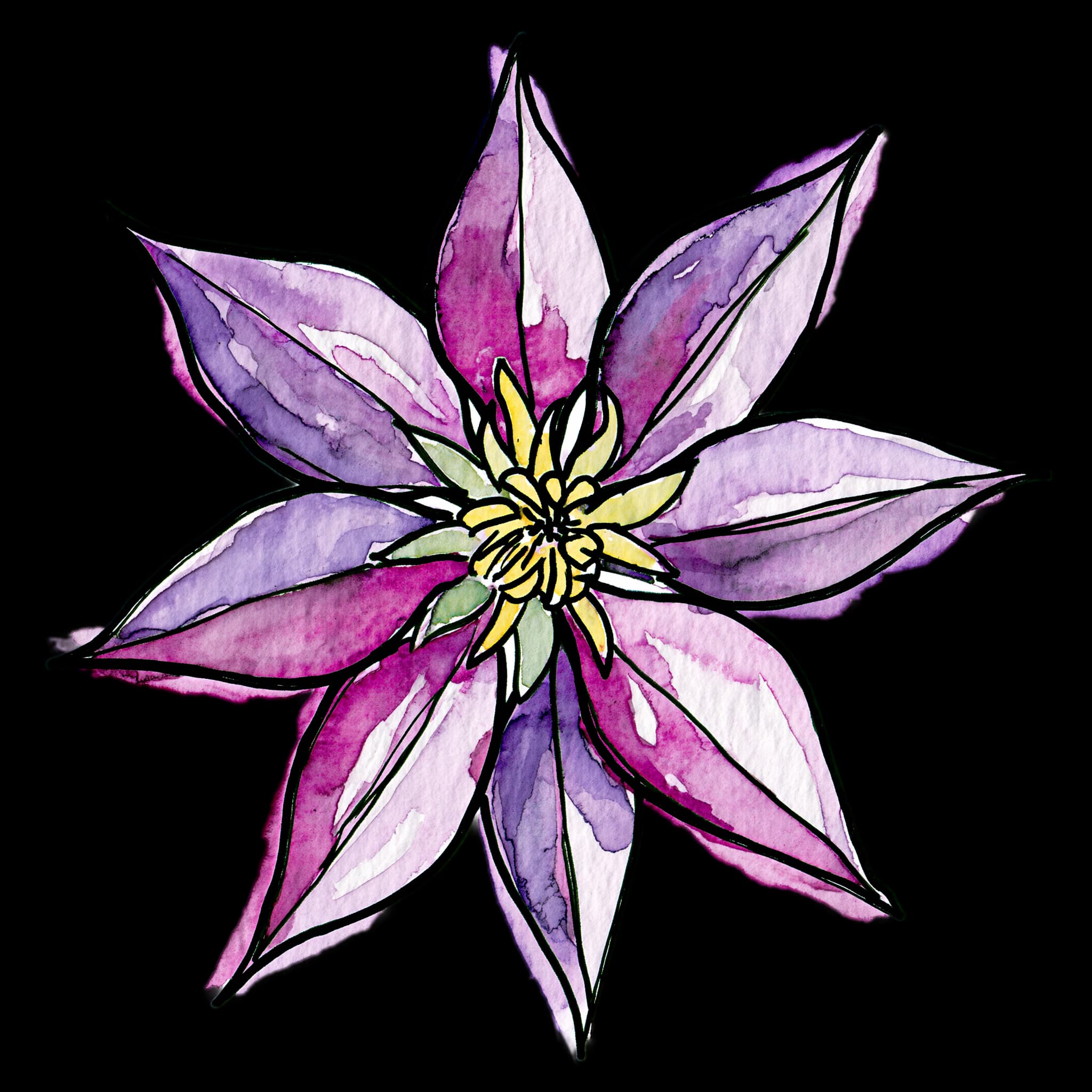 Clematis