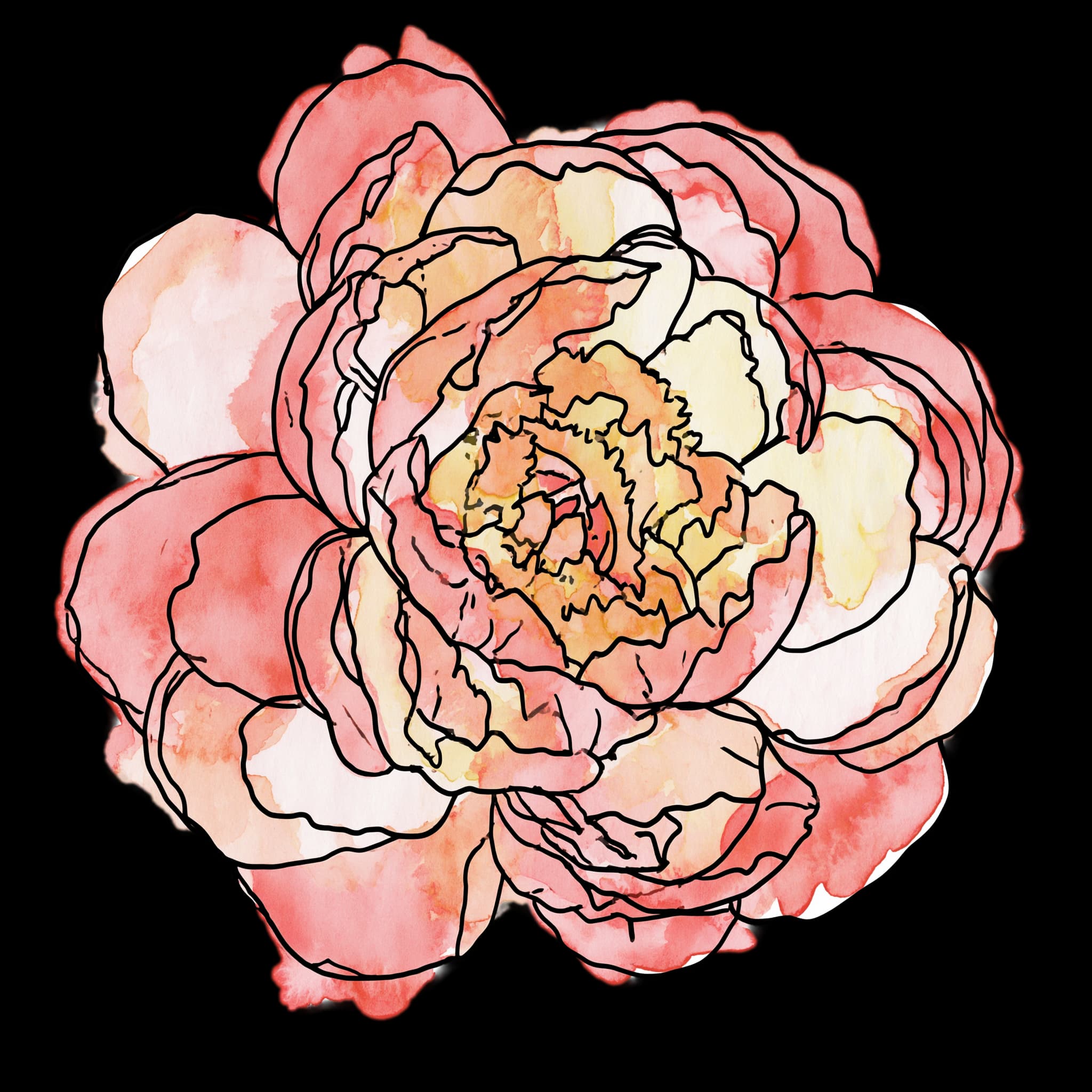 Coral Peony