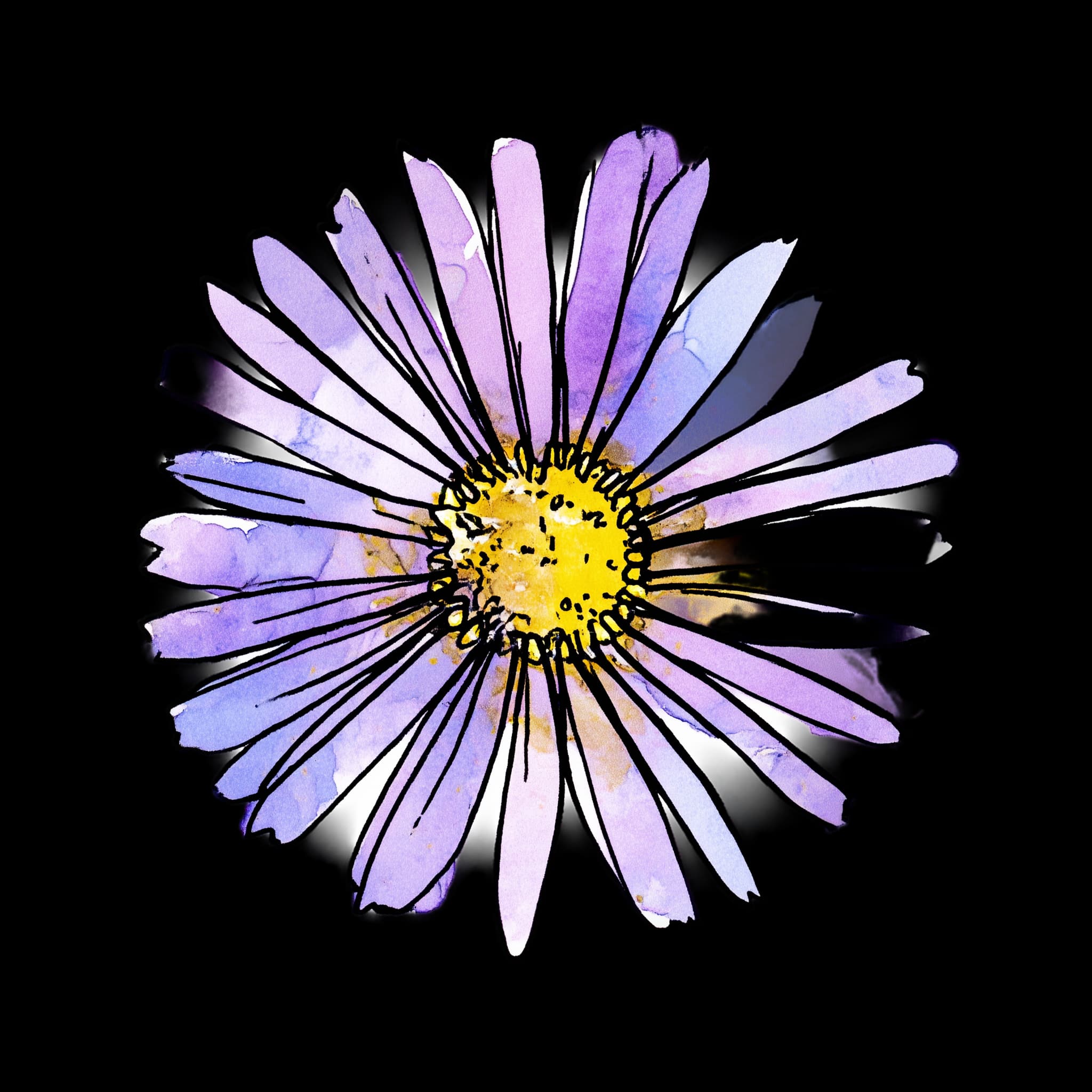 Cut Leaf Daisy