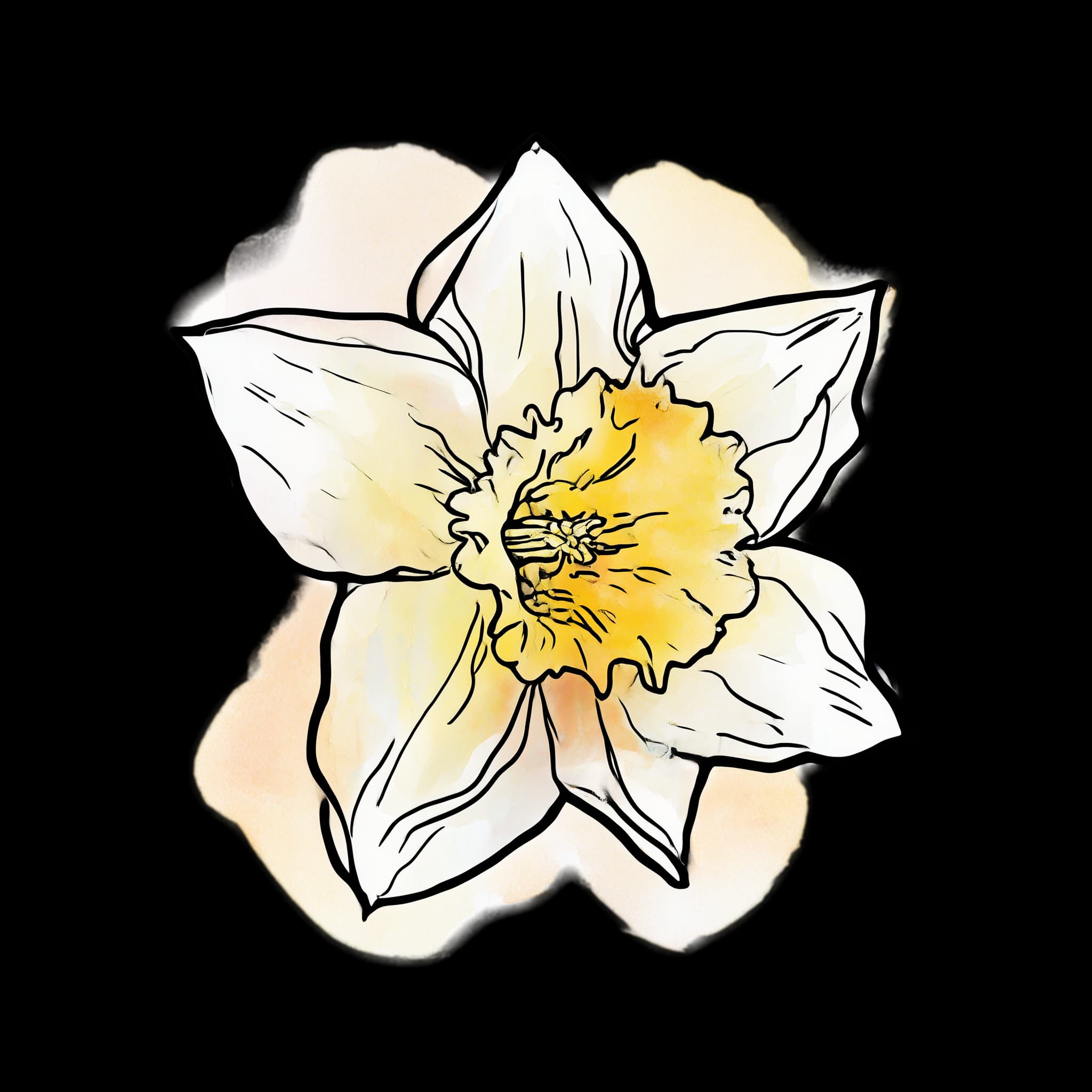 Daffodil