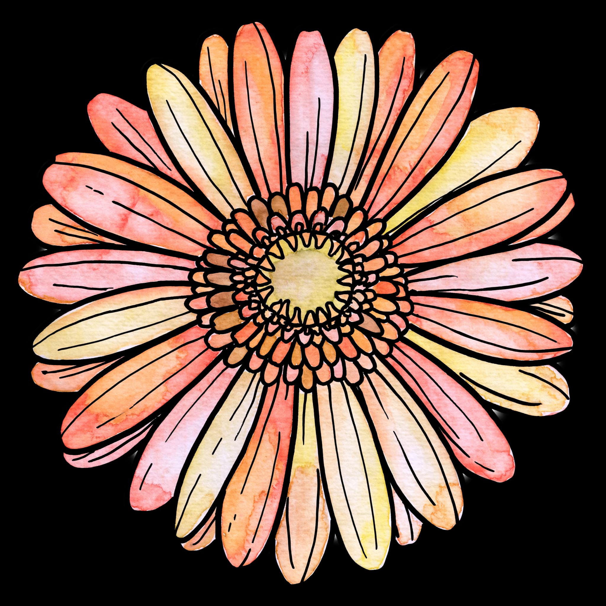 Gerbera Daisy