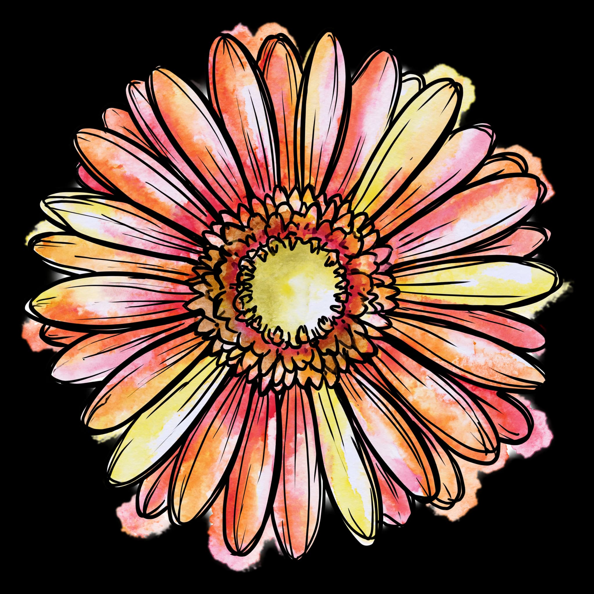 Gerbera Daisy
