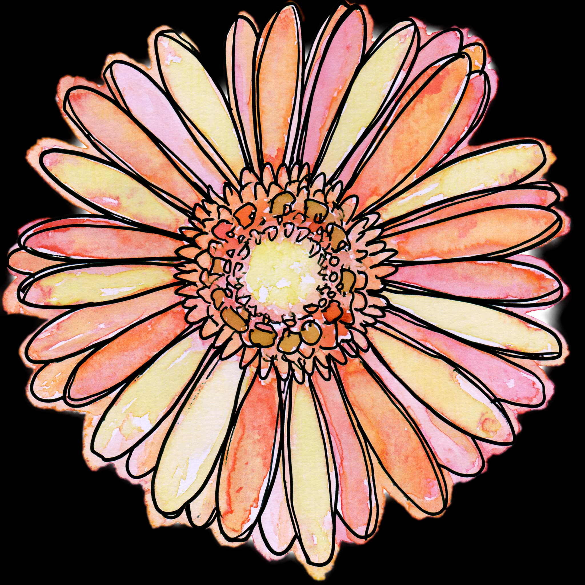 Gerbera Daisy