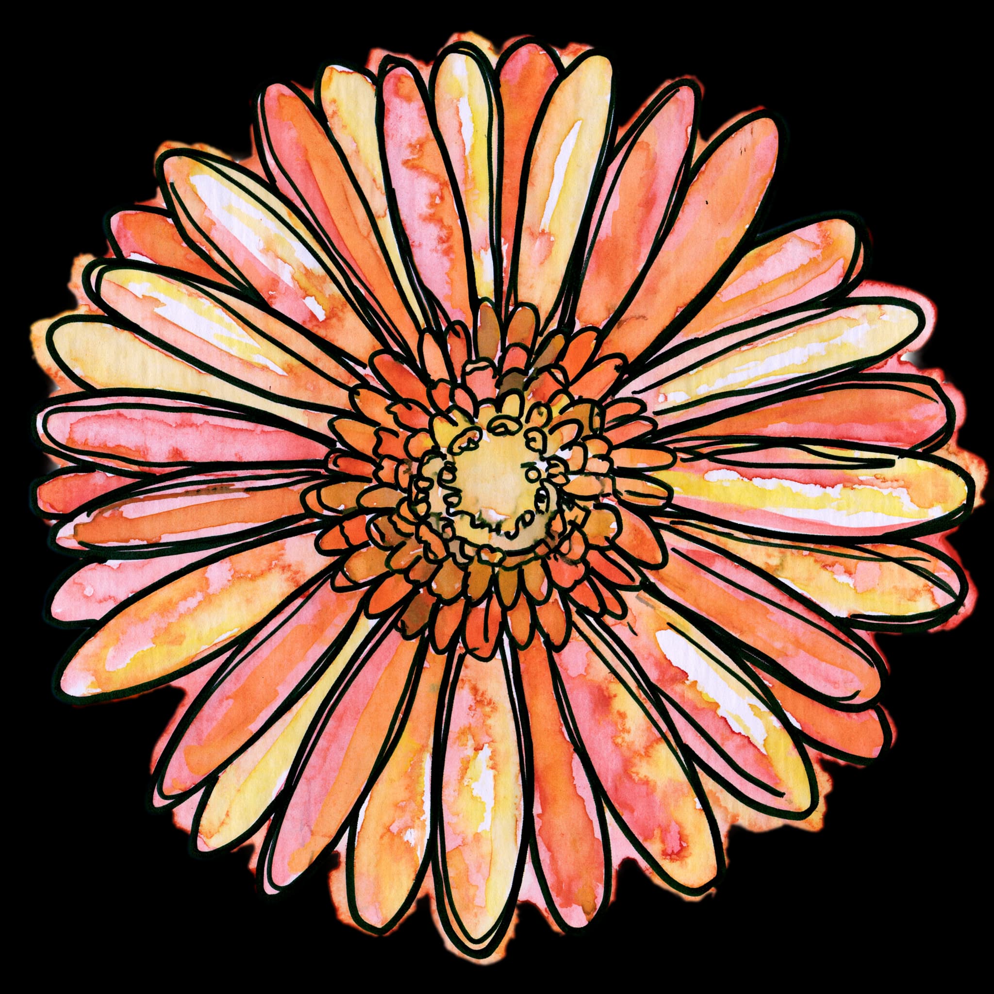 Gerbera Daisy