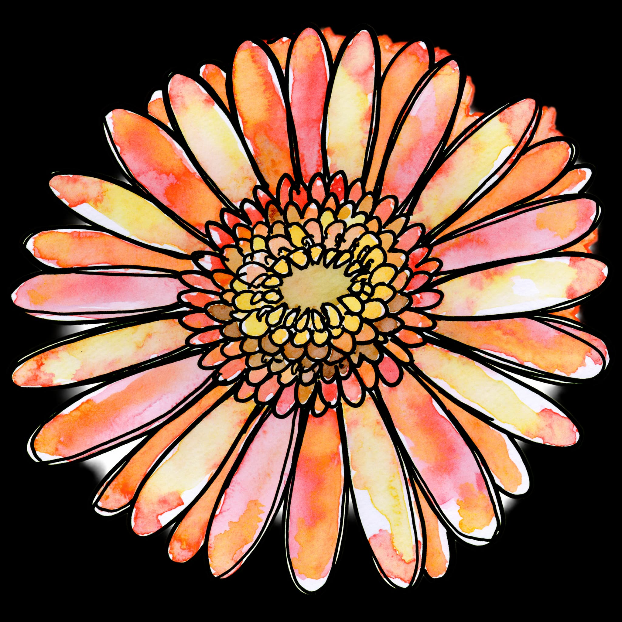 Gerbera Daisy