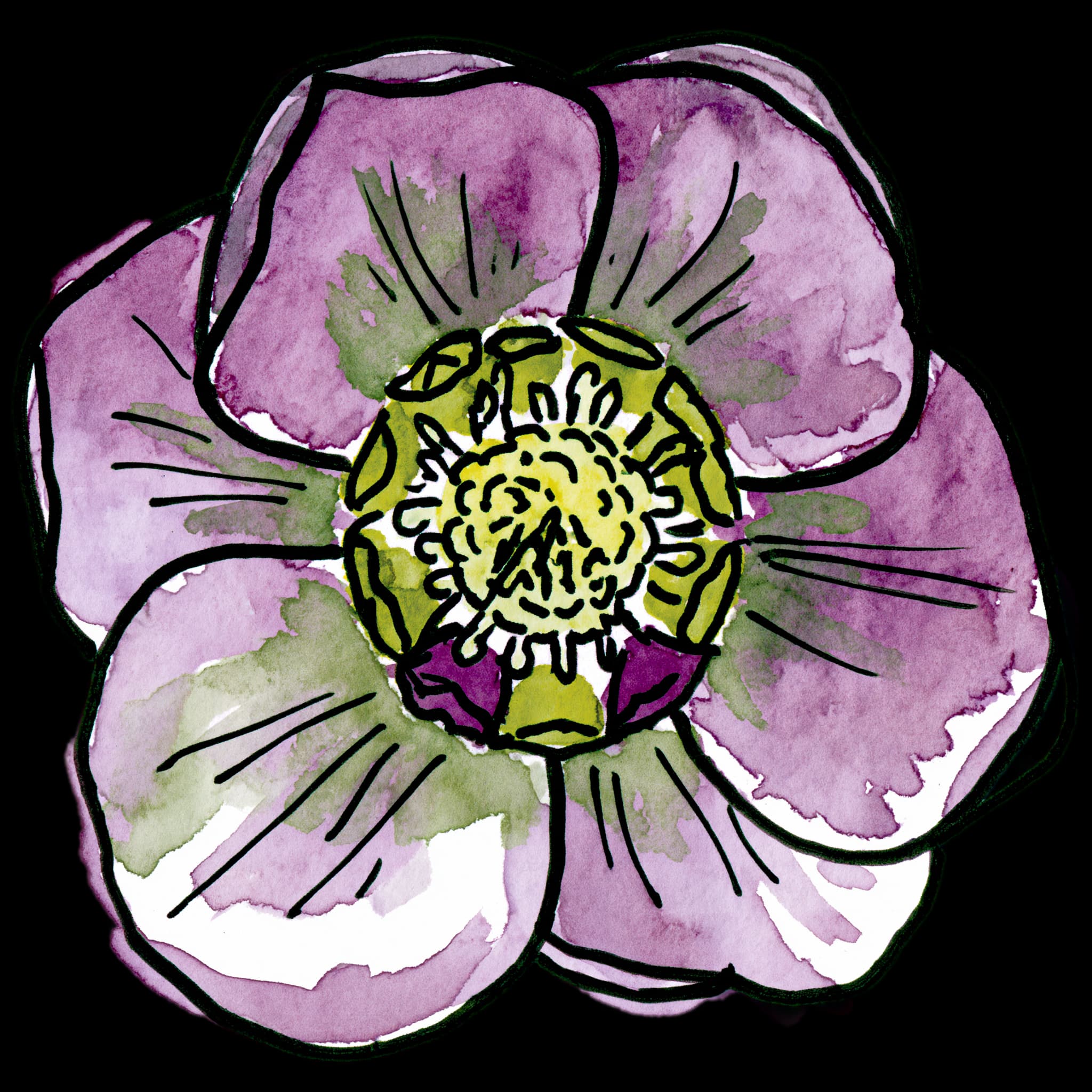 Hellebore