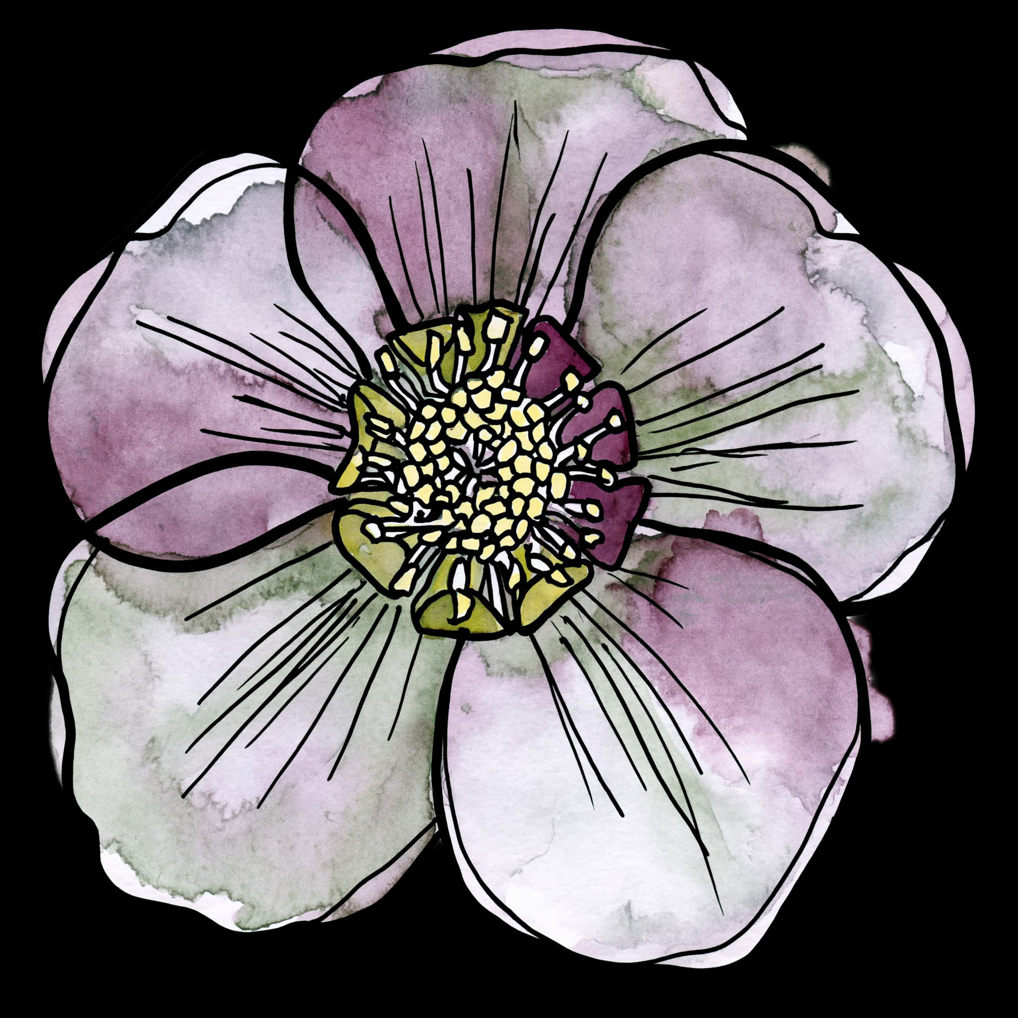 Hellebore