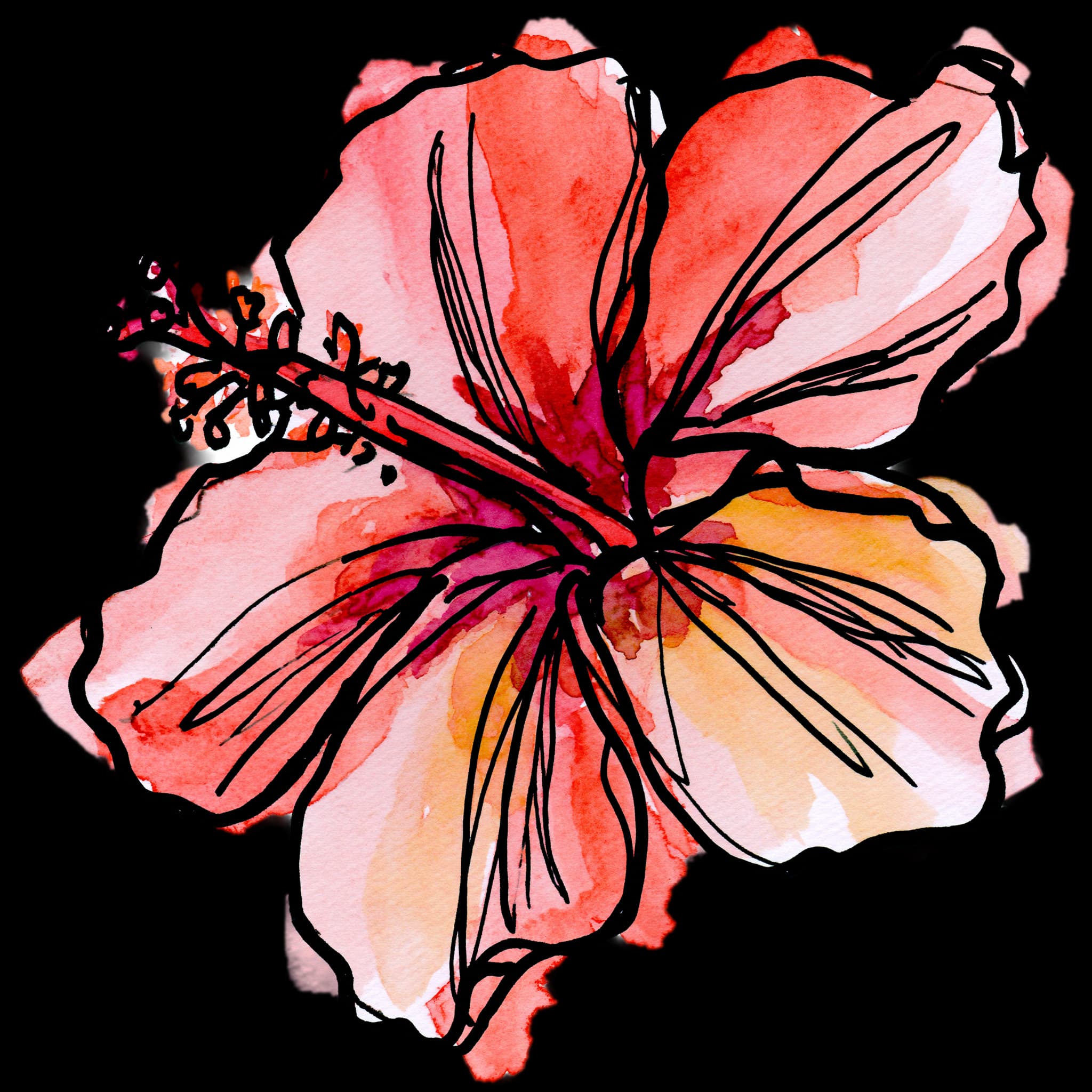 Hibiscus