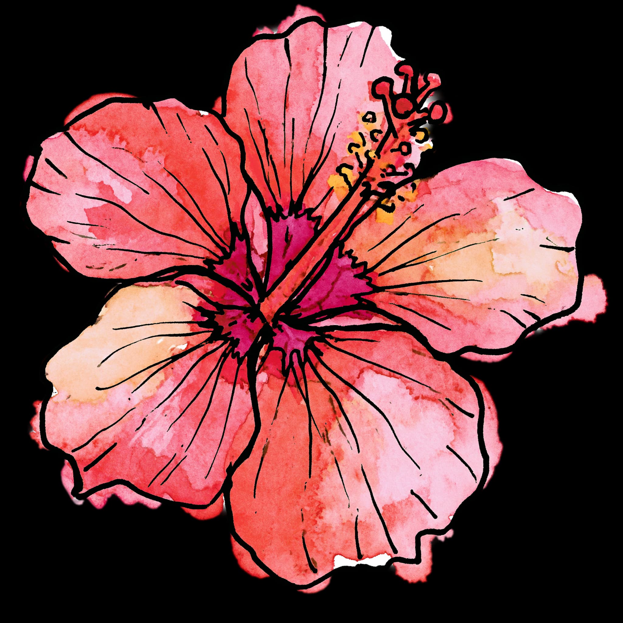 Hibiscus