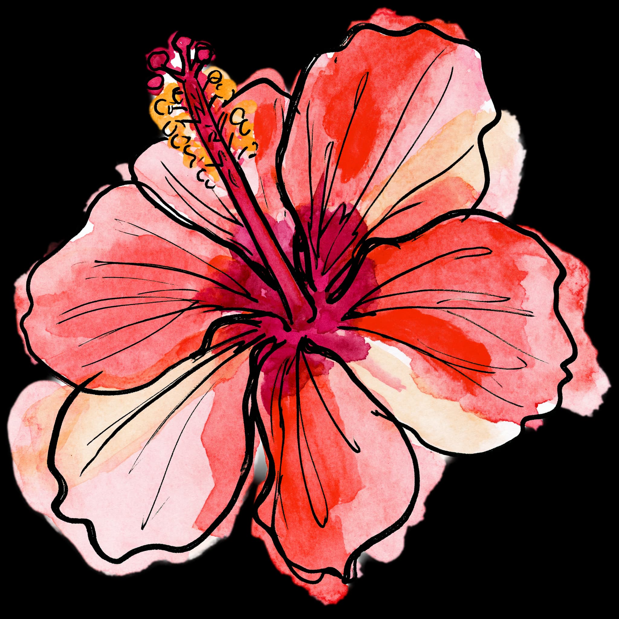 Hibiscus