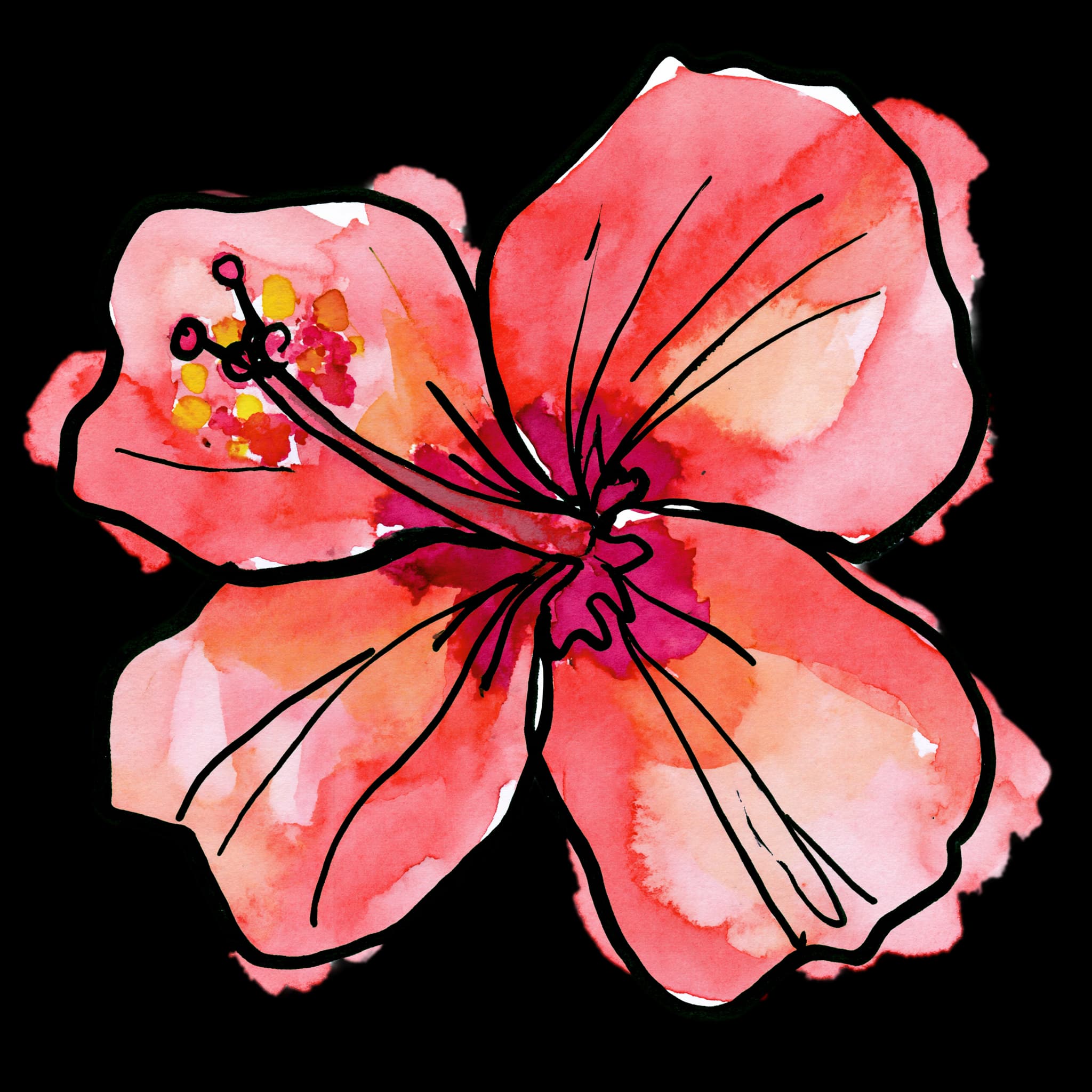 Hibiscus