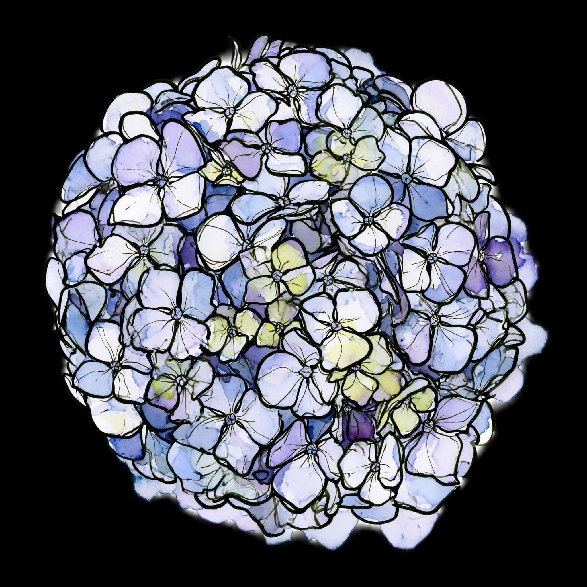 Hydrangea