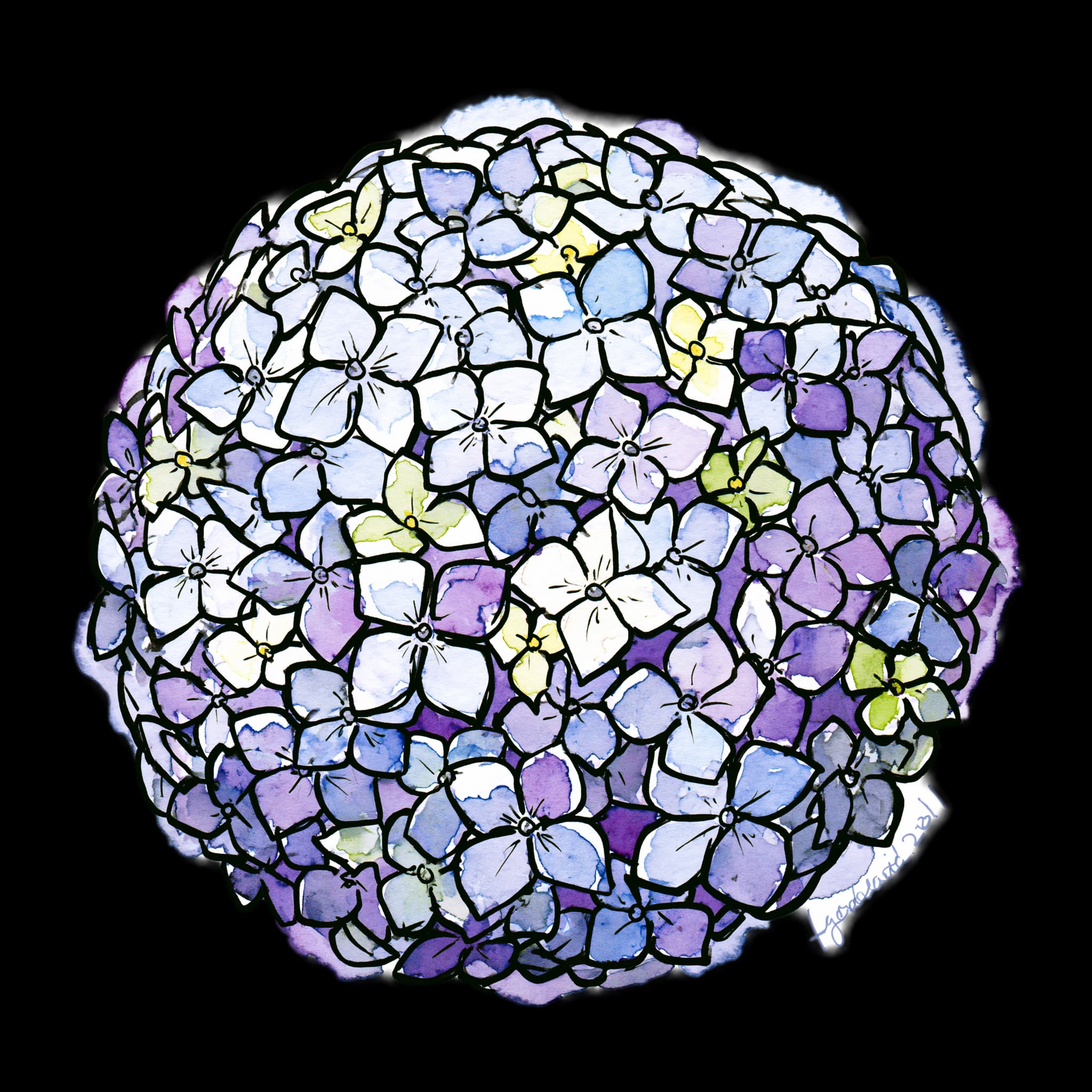 Hydrangea