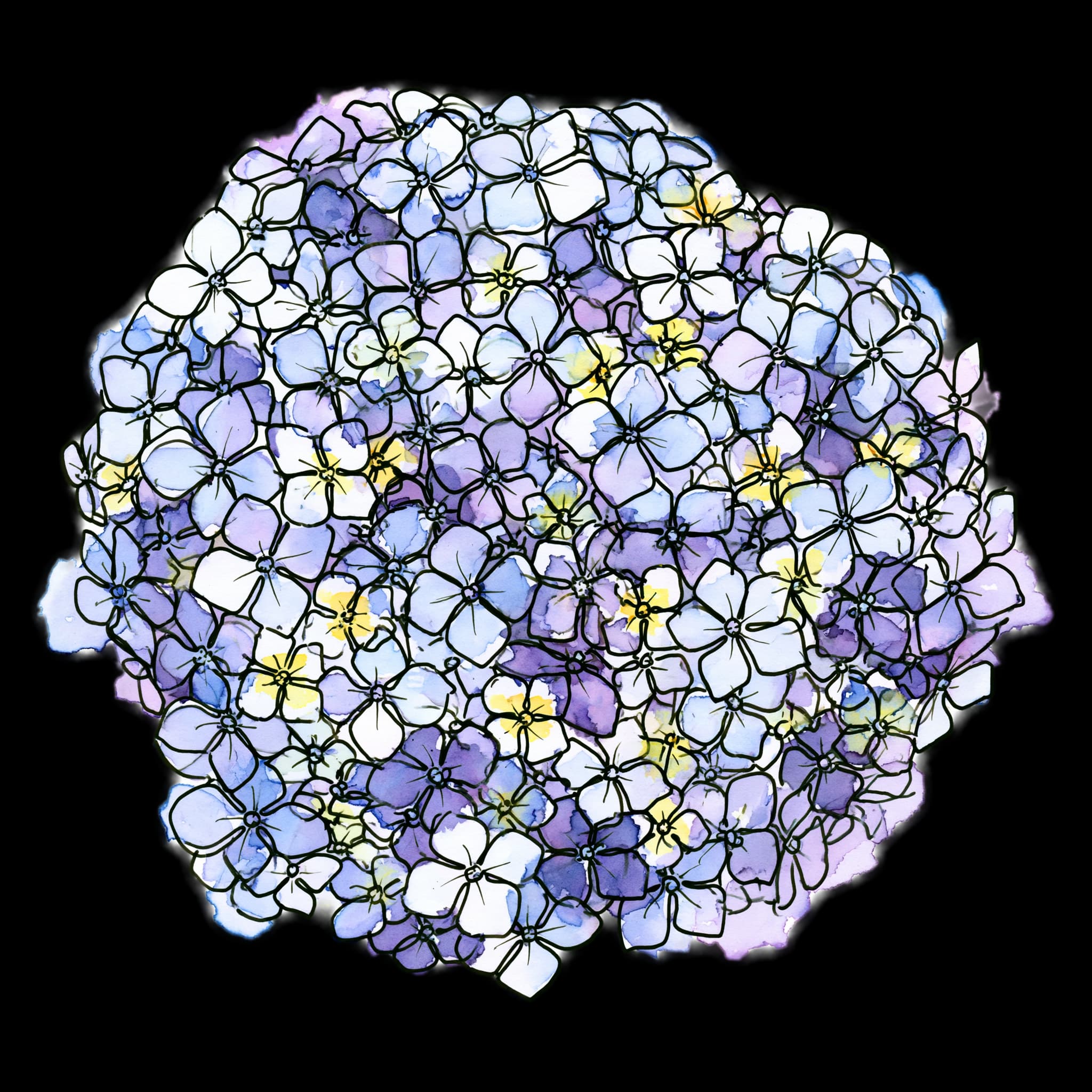Hydrangea