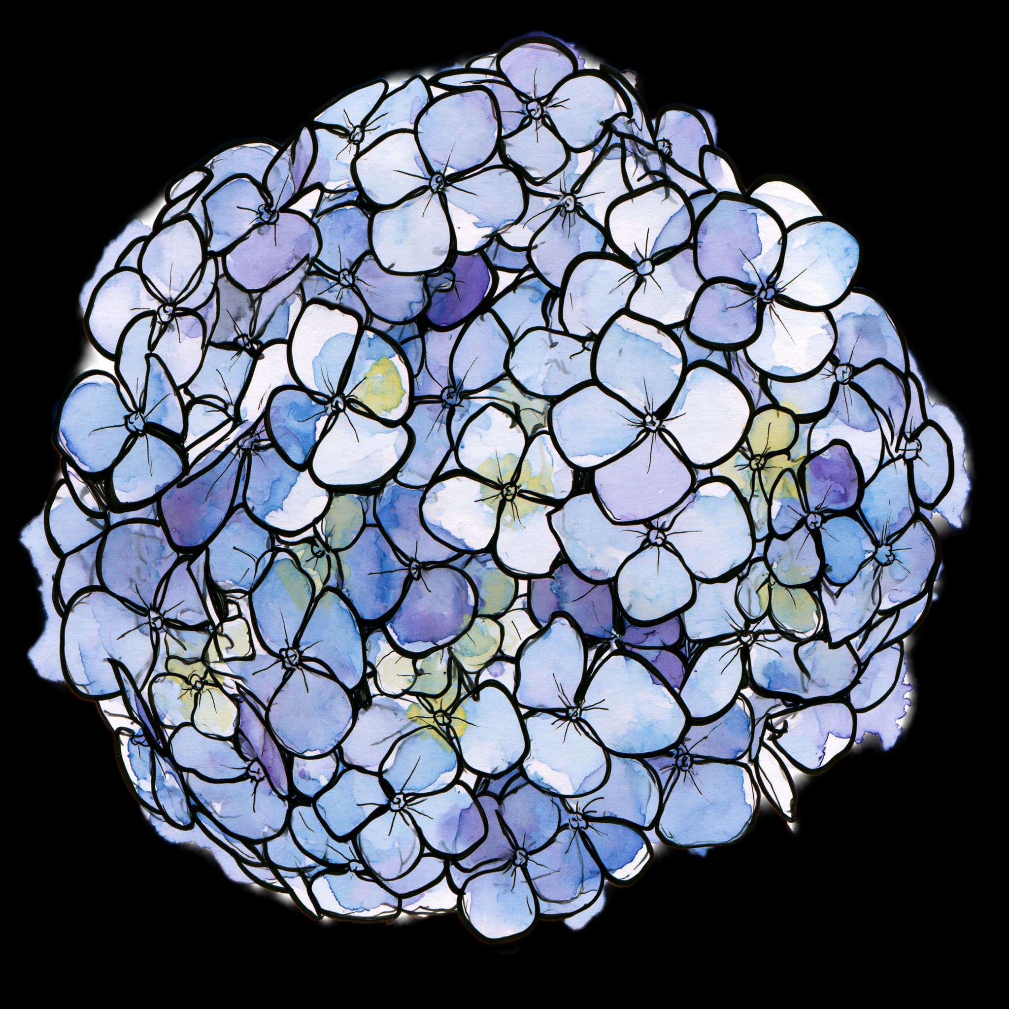 Hydrangea