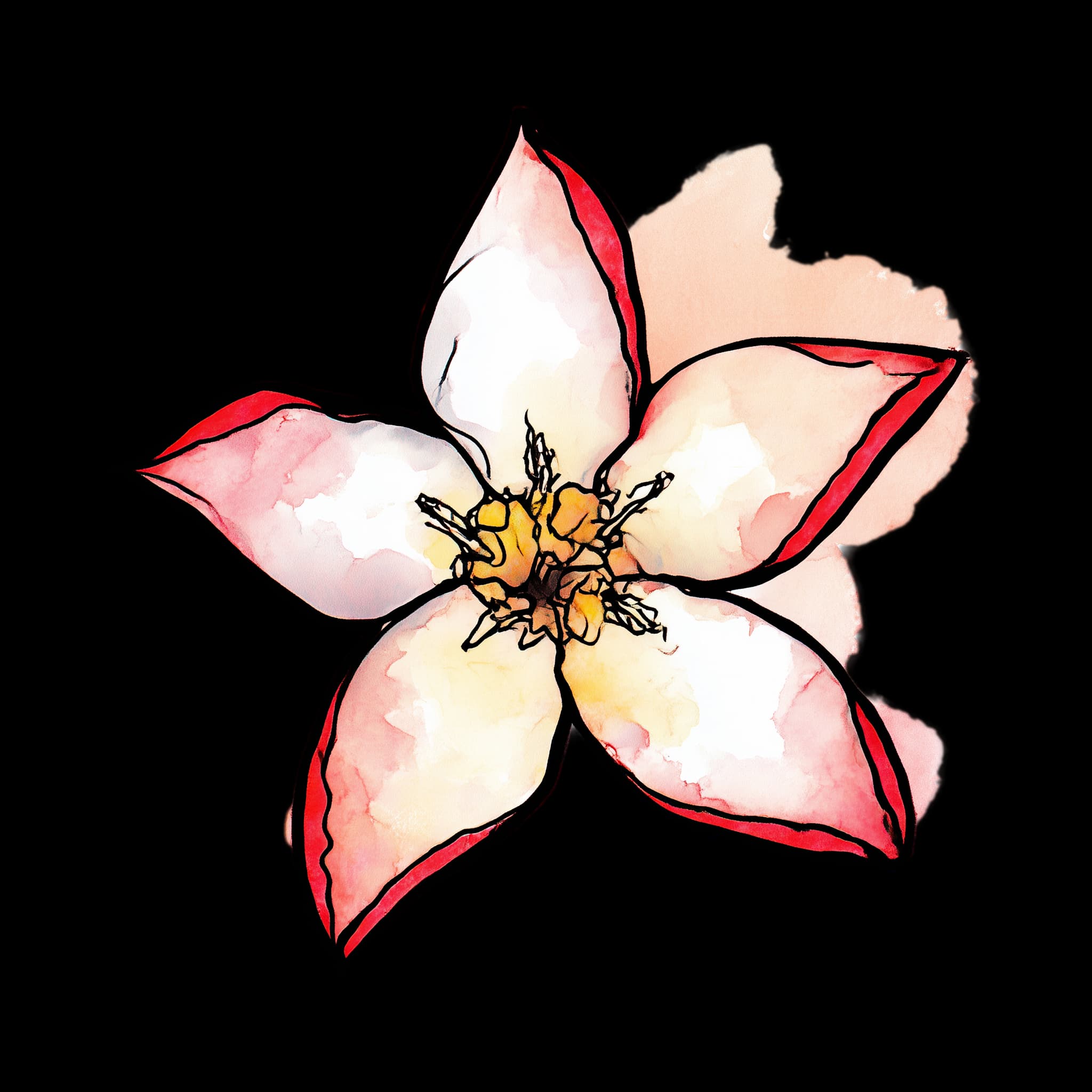 Impala Lily