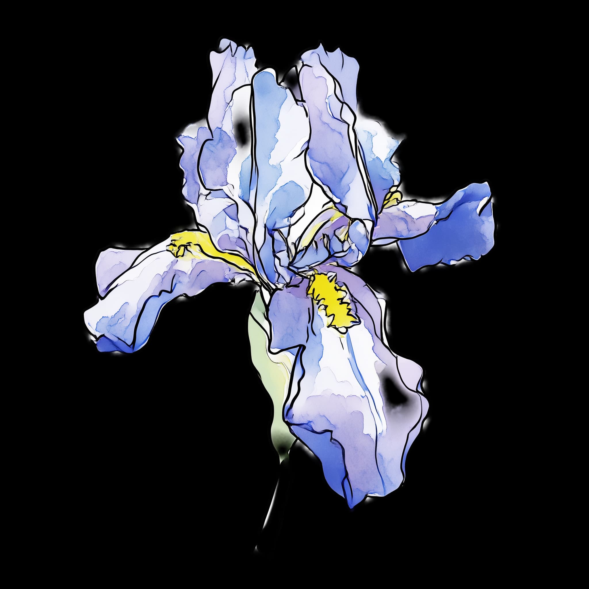 Iris