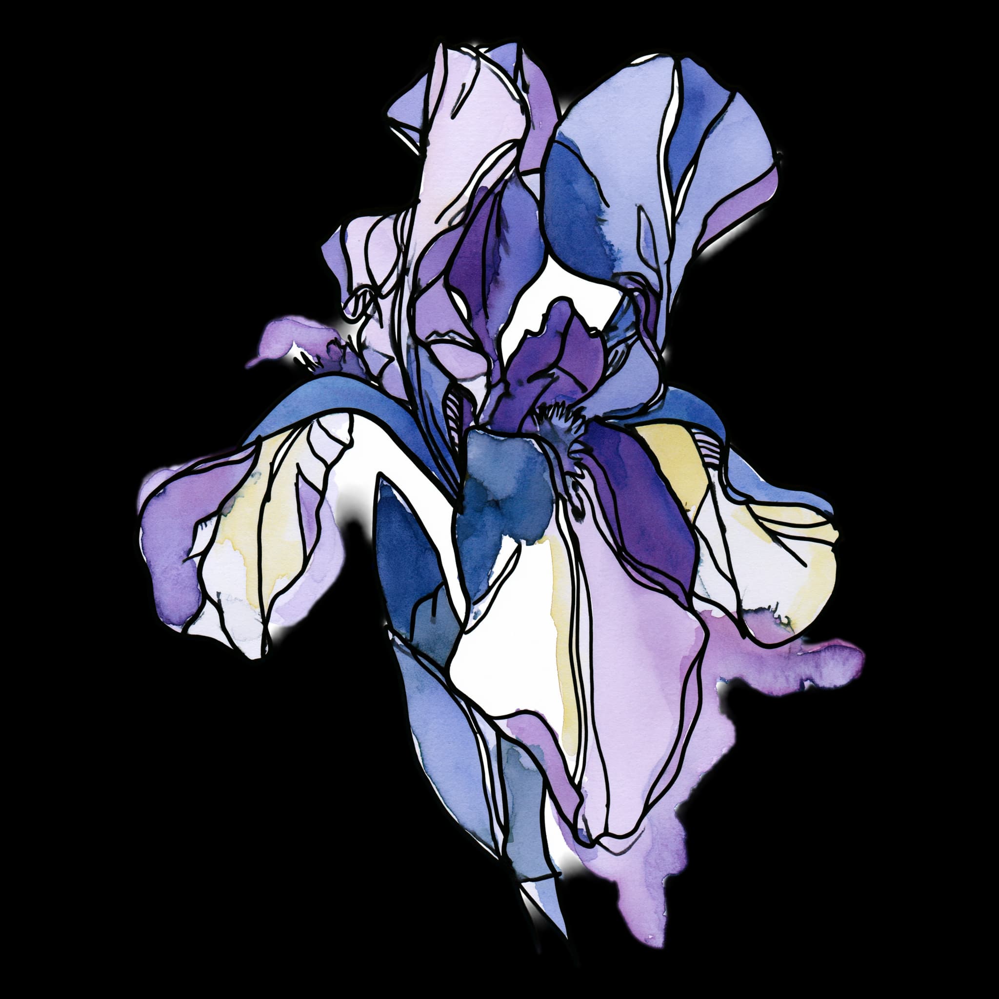 Iris