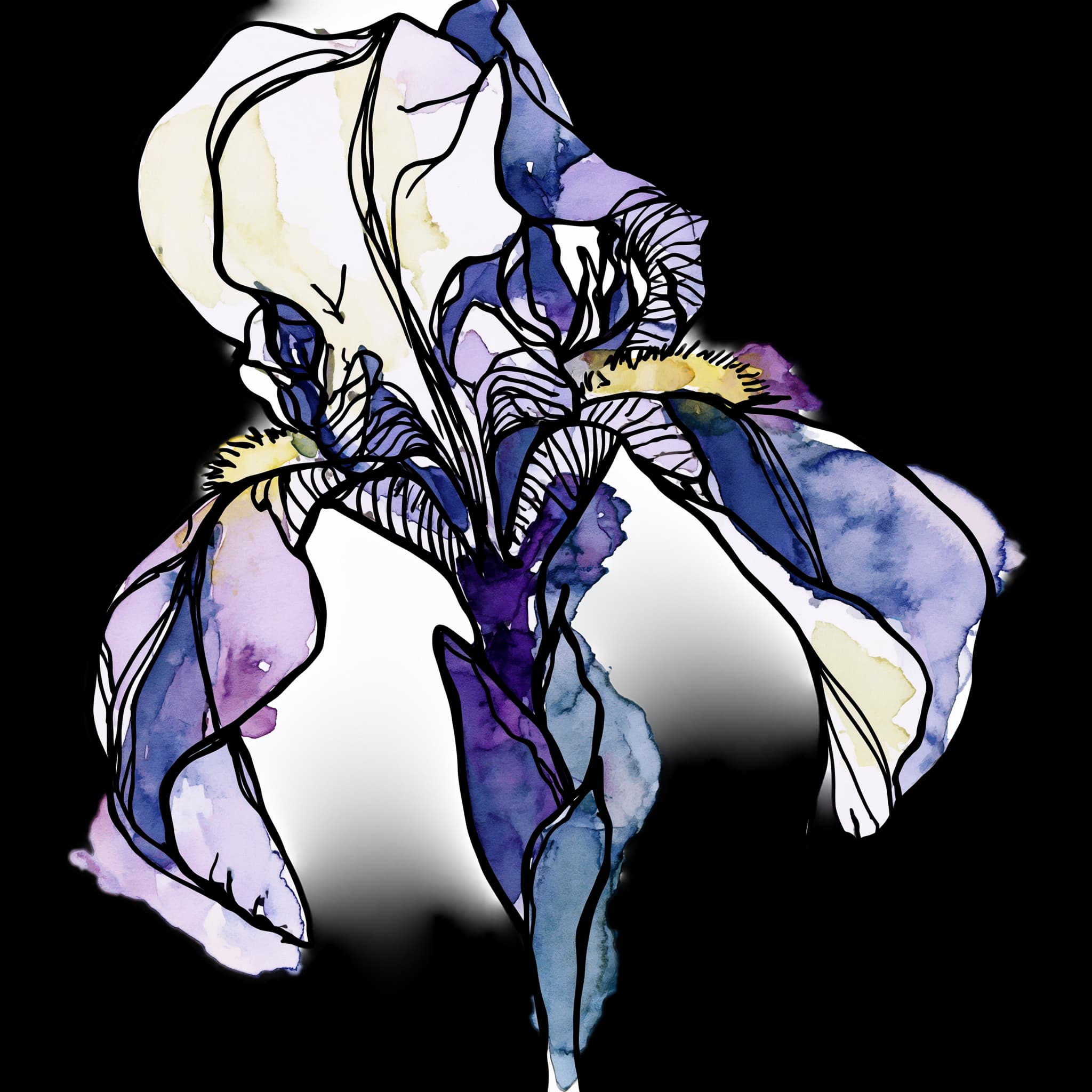 Iris