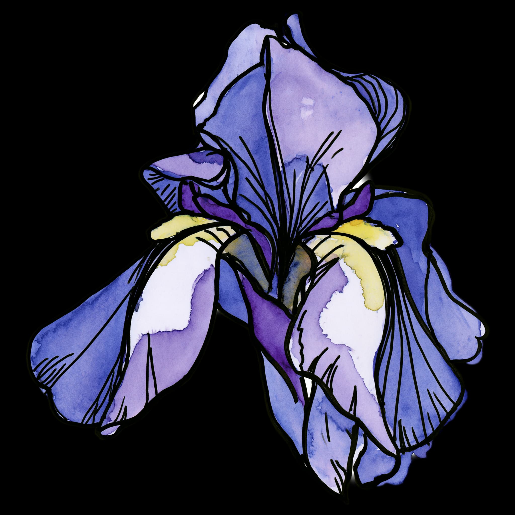 Iris