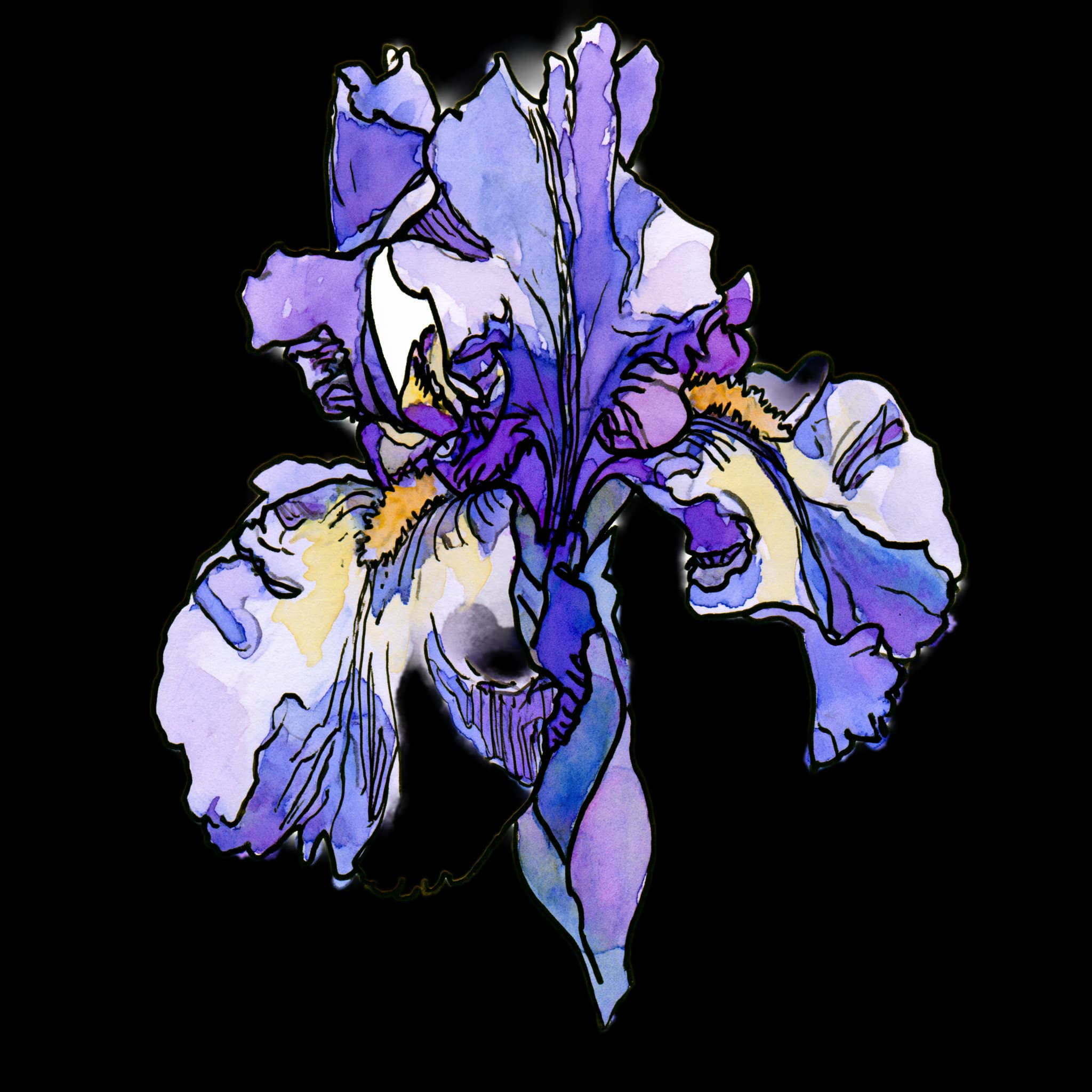 Iris