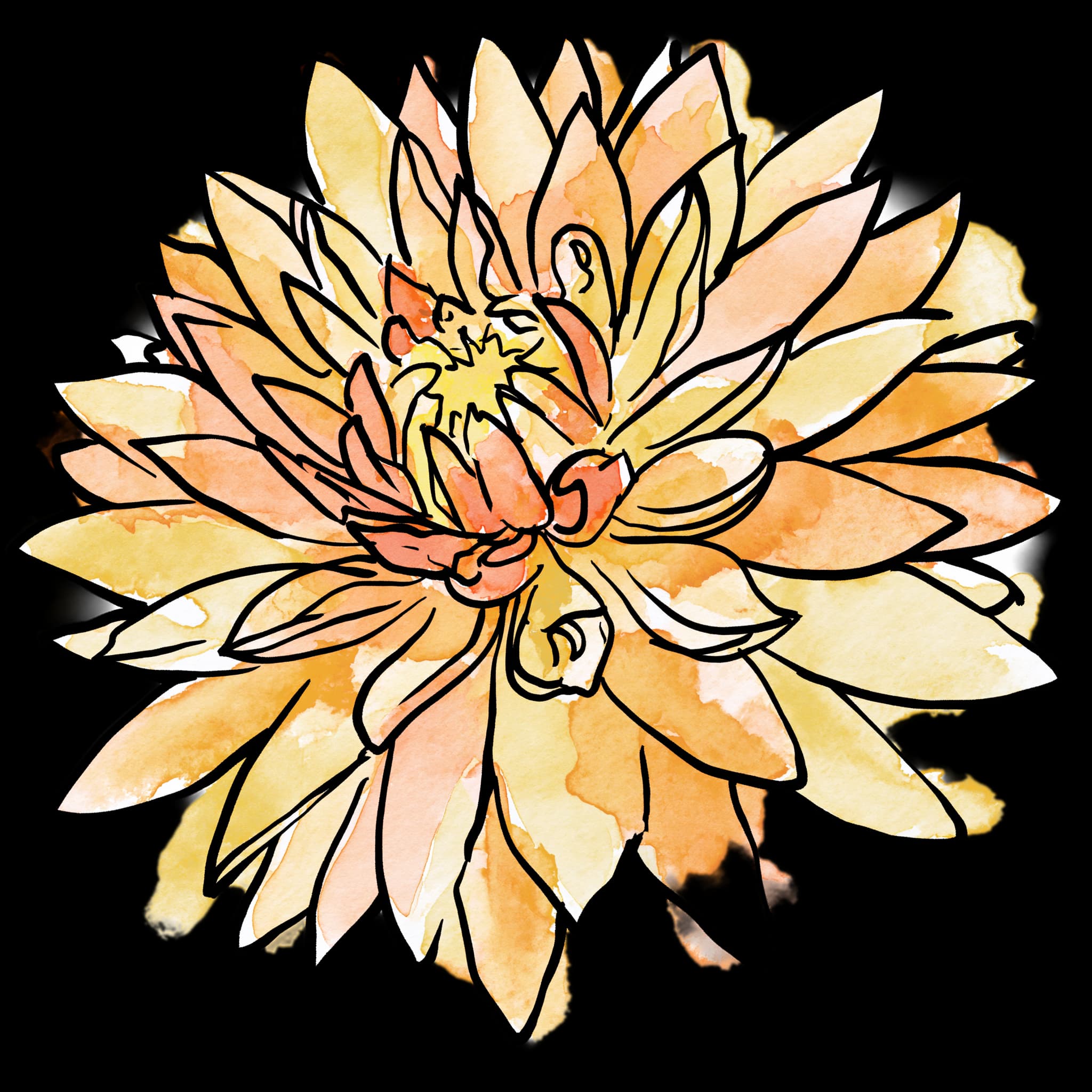 Orange Dahlia