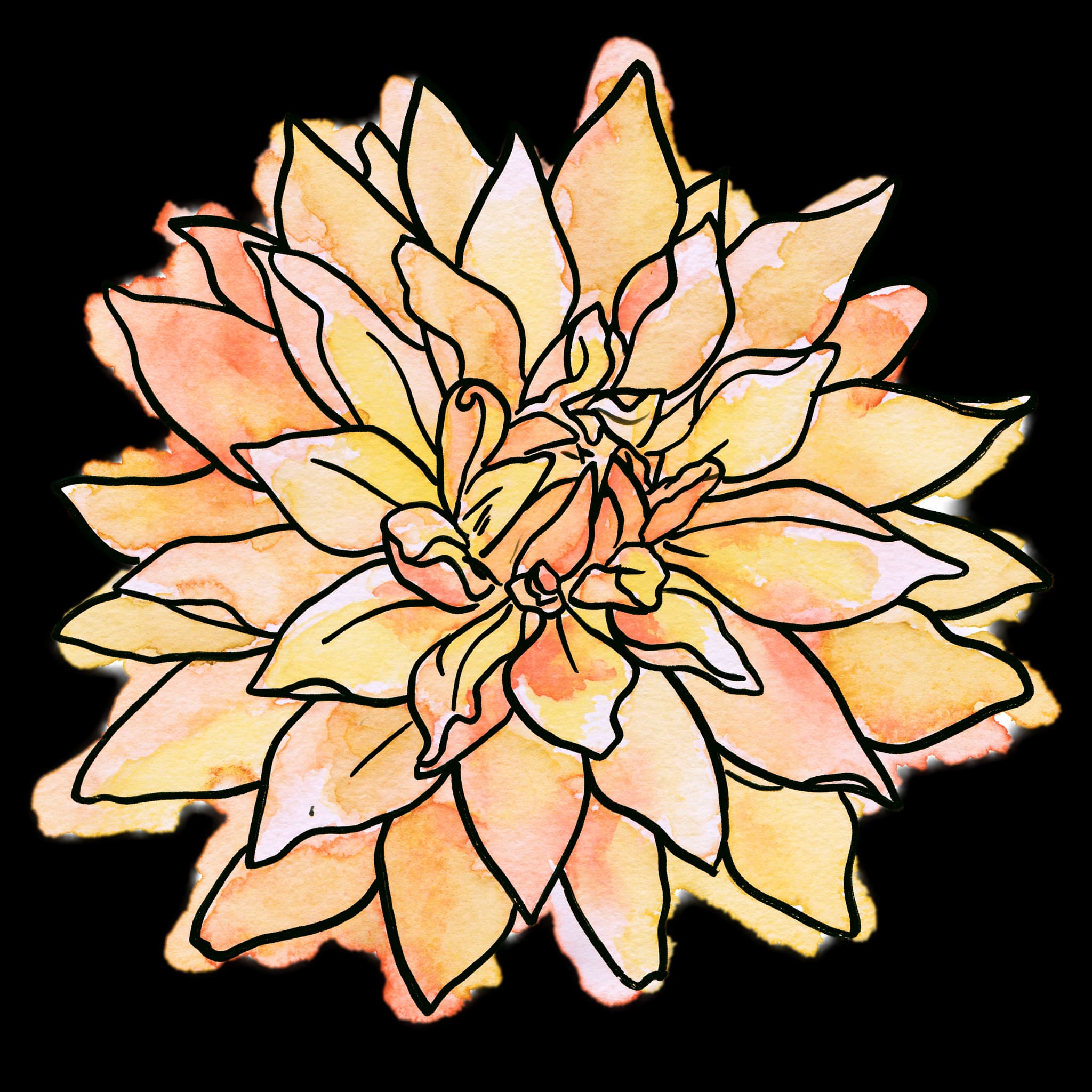Orange Dahlia