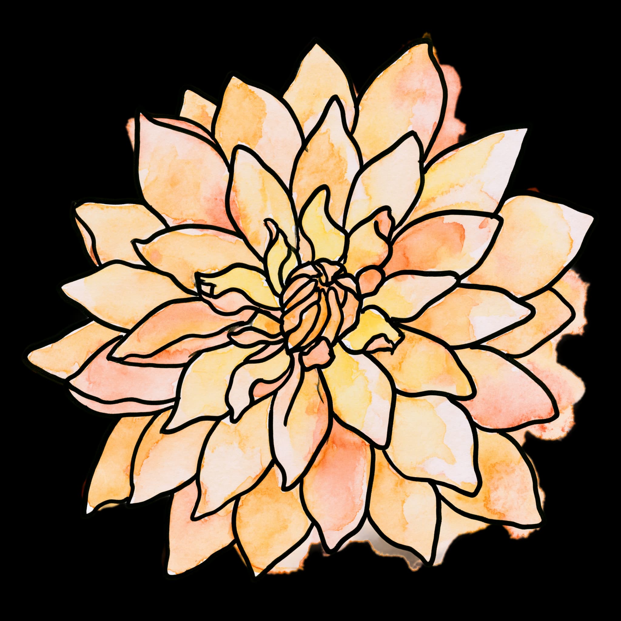 Orange Dahlia