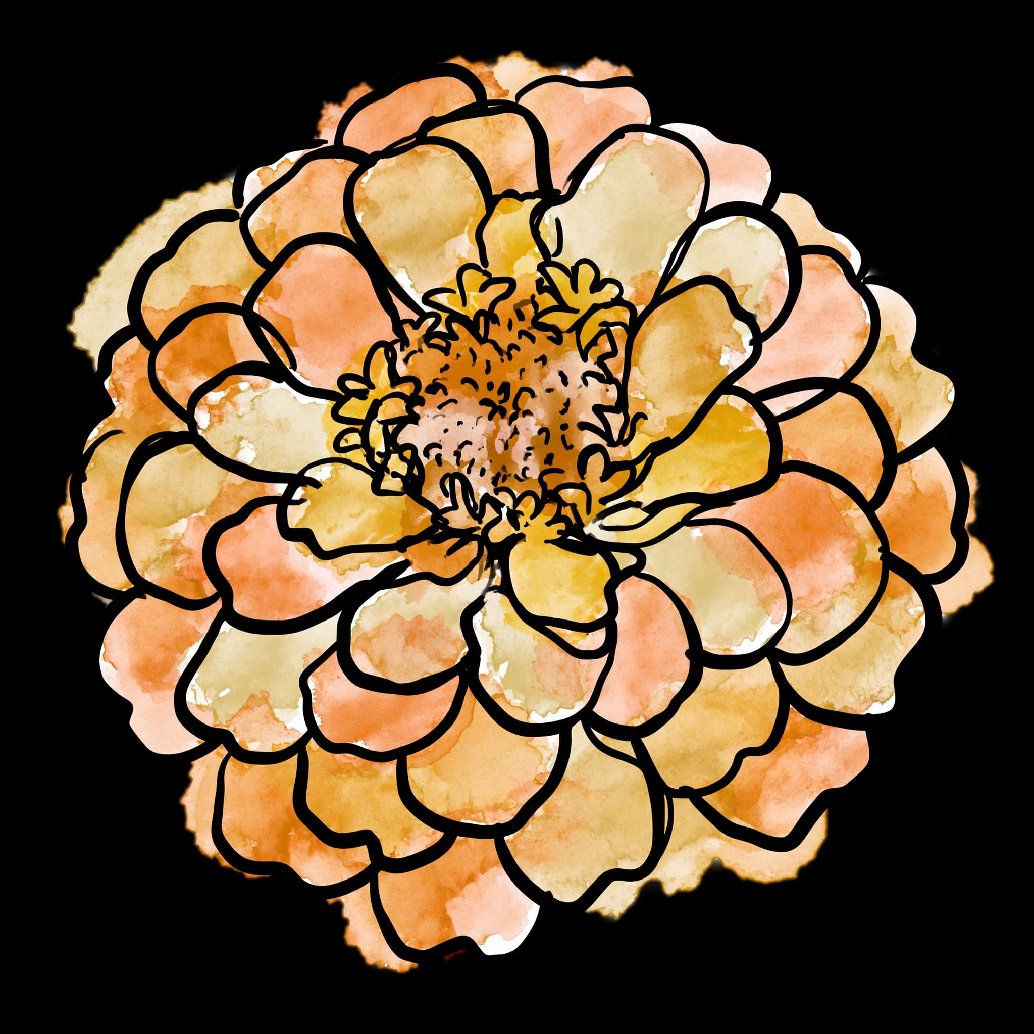 Orange Zinnia