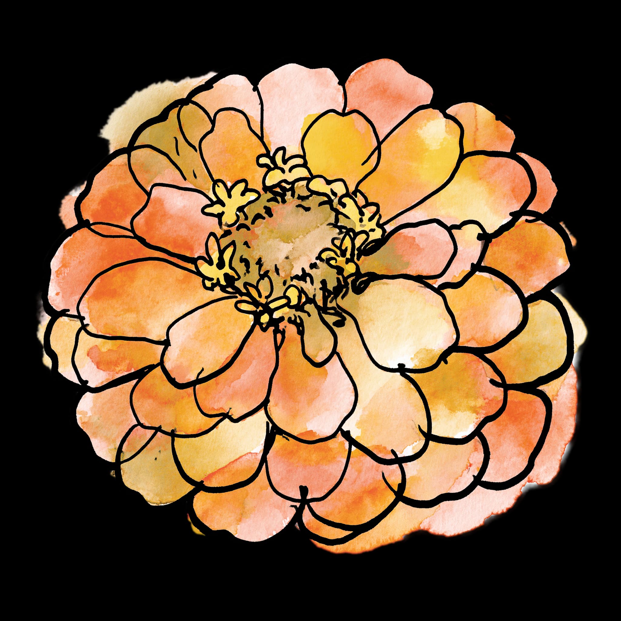 Orange Zinnia