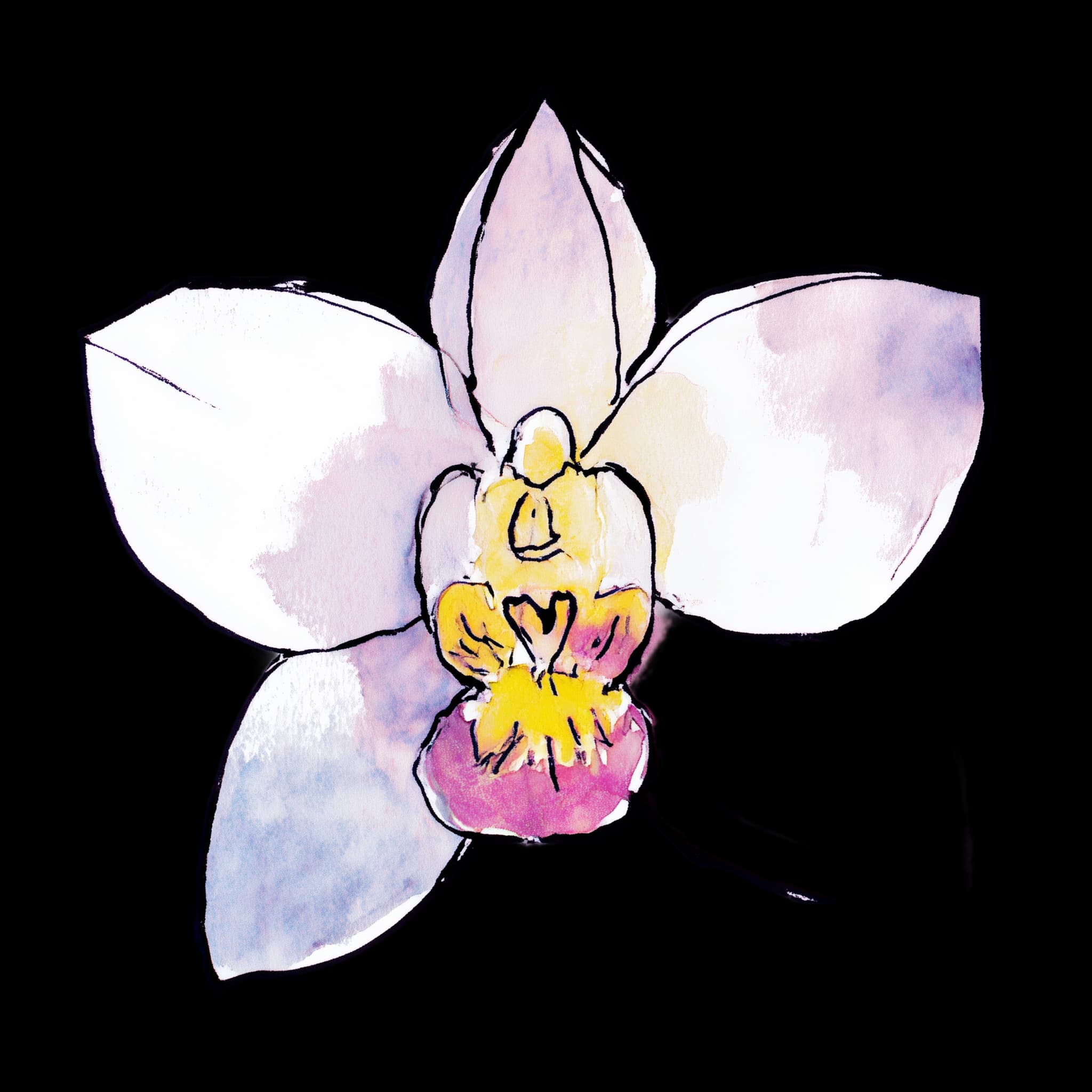 Orchid