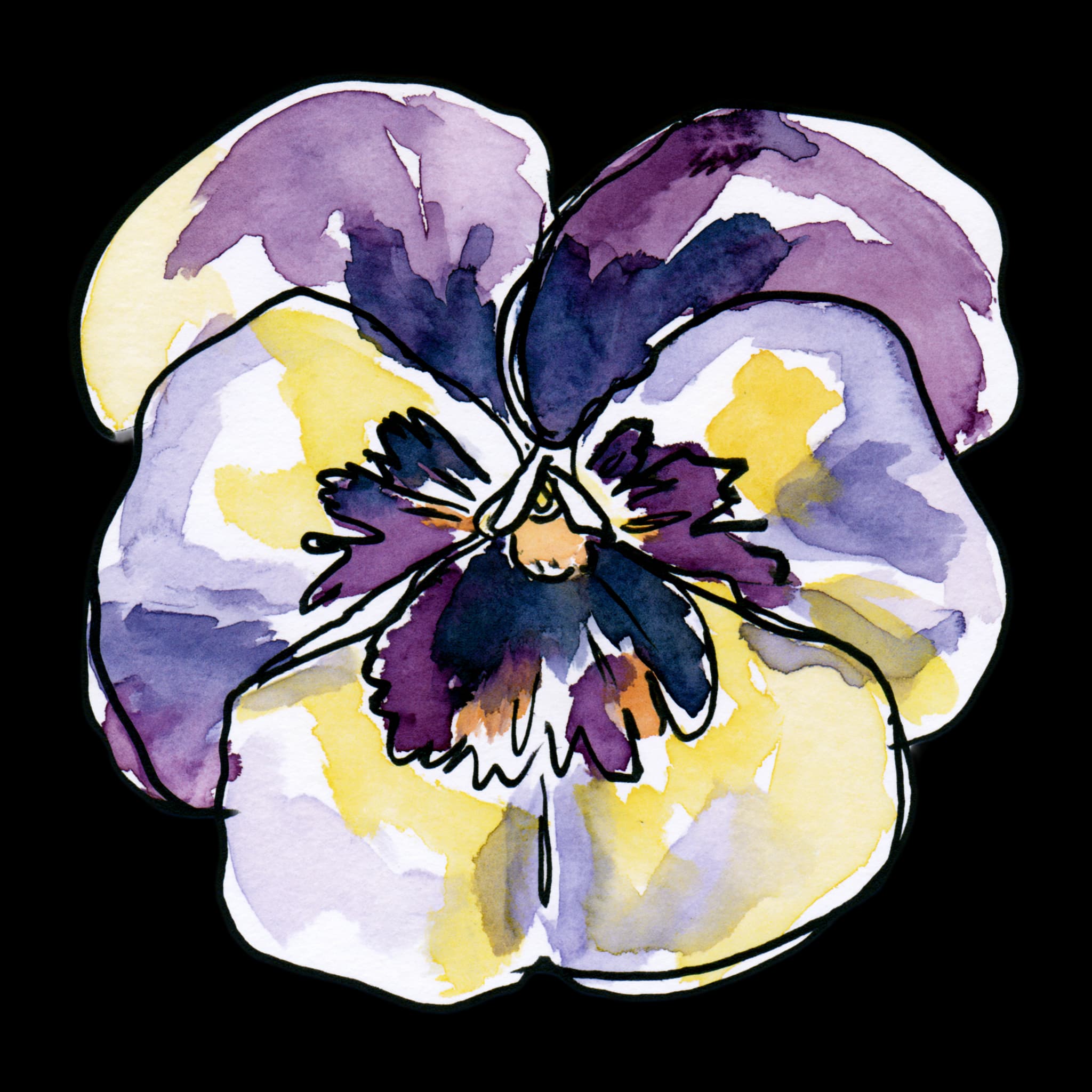 Pansy
