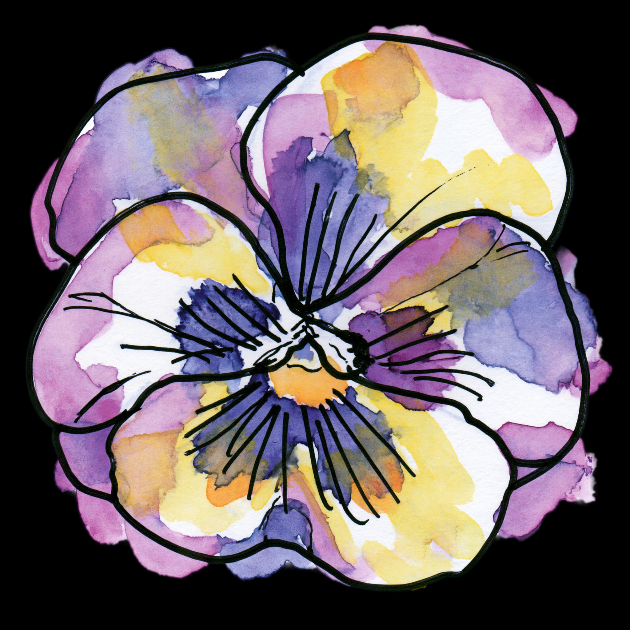 Pansy