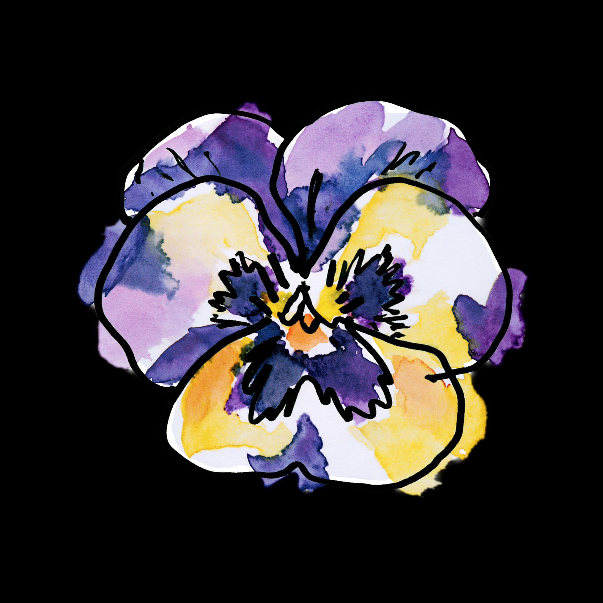 Pansy
