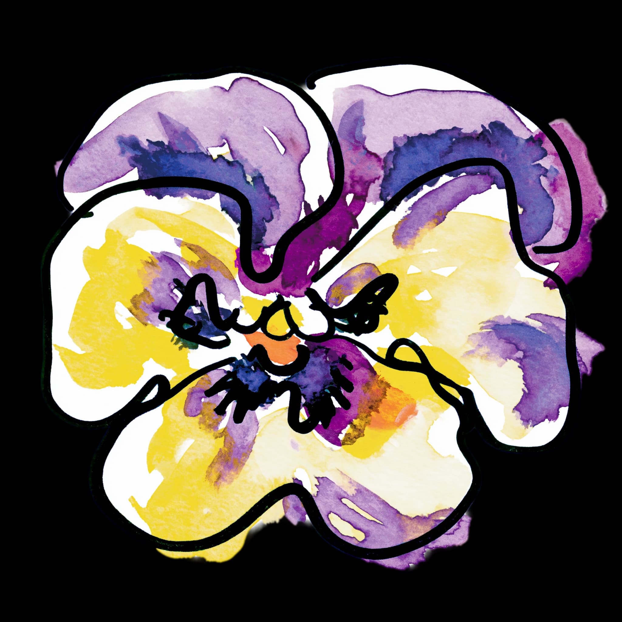 Pansy