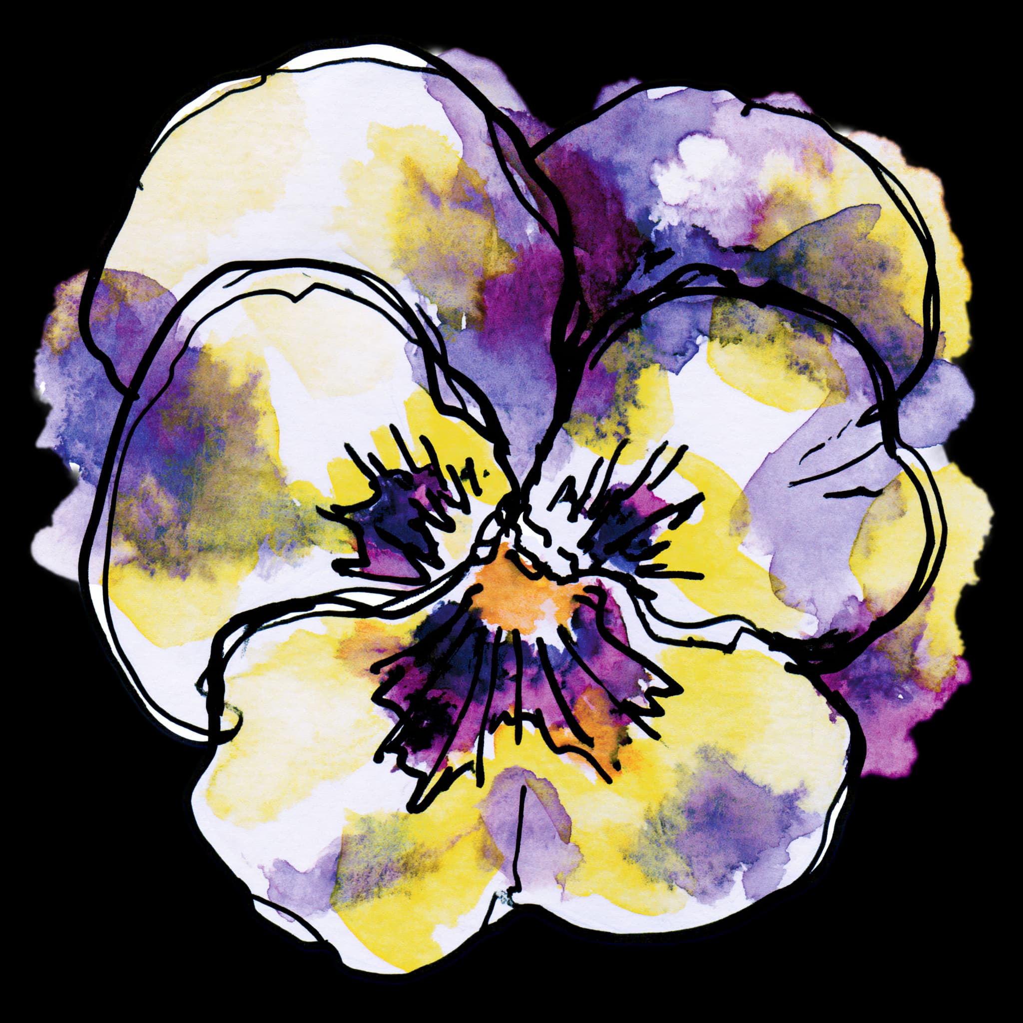 Pansy