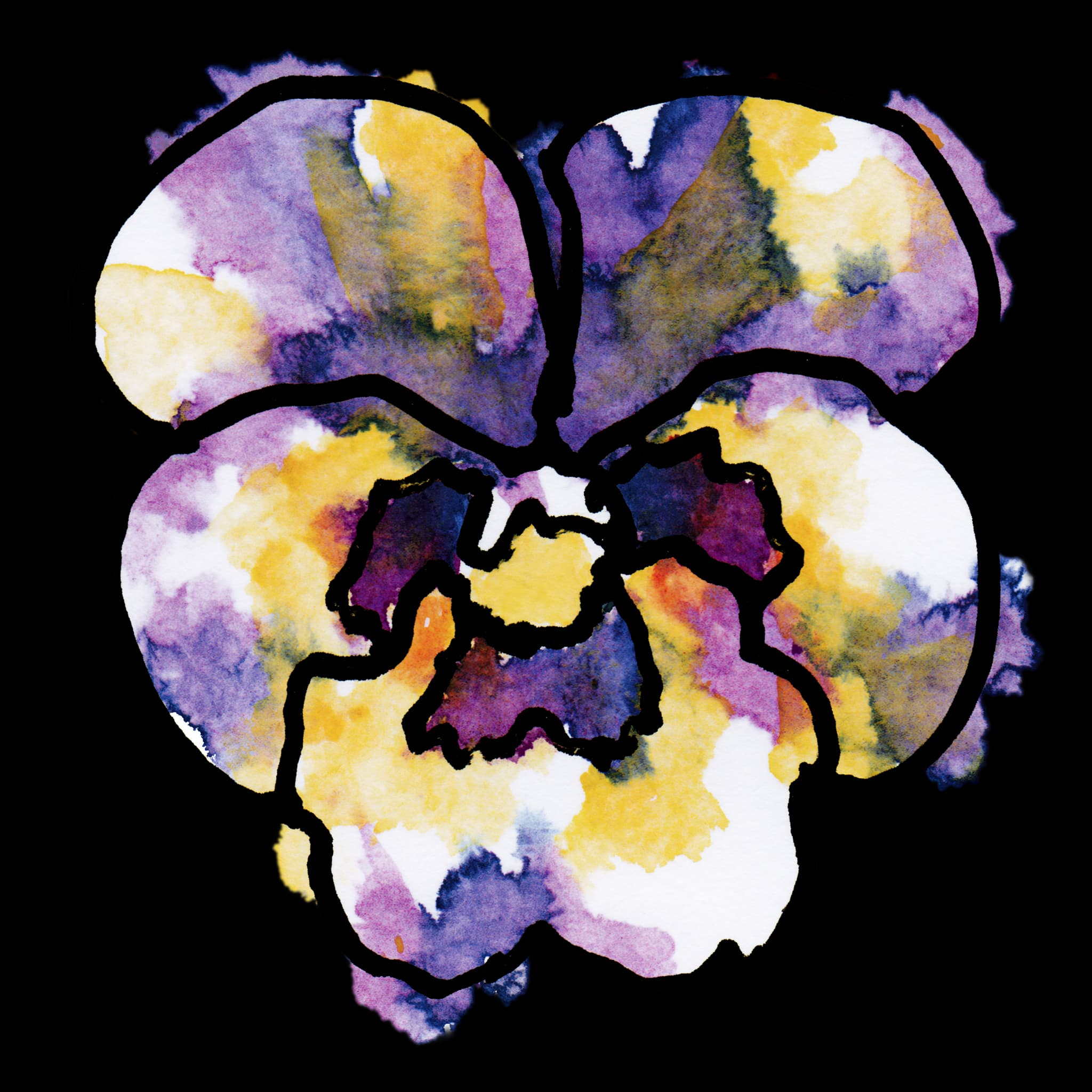 Pansy