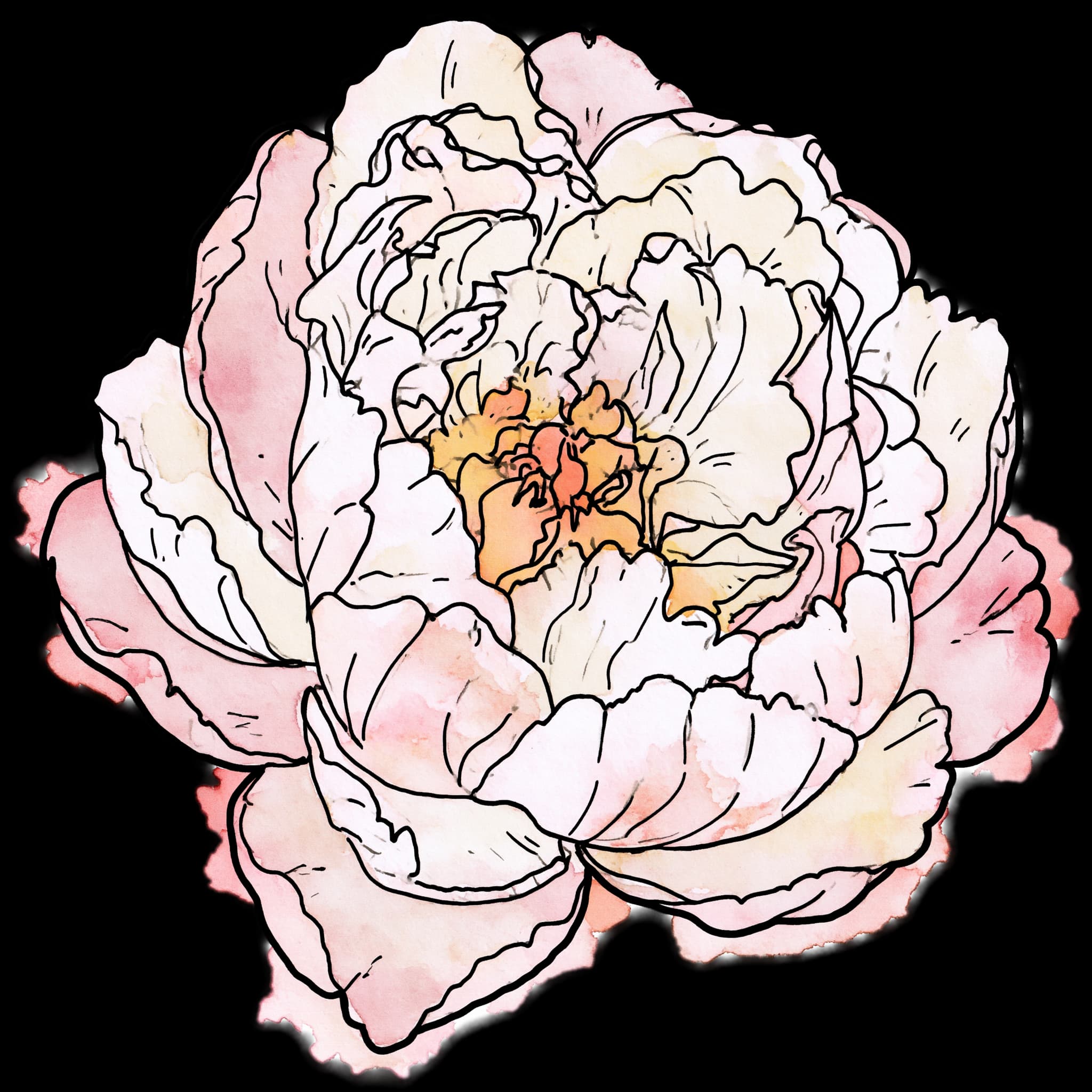 Peony
